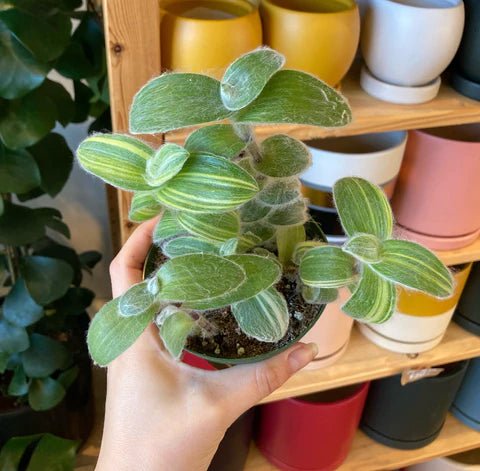 Spotlight on: Tradescantia sillamontana White Velvet Variegated  The  Plant Lady SF