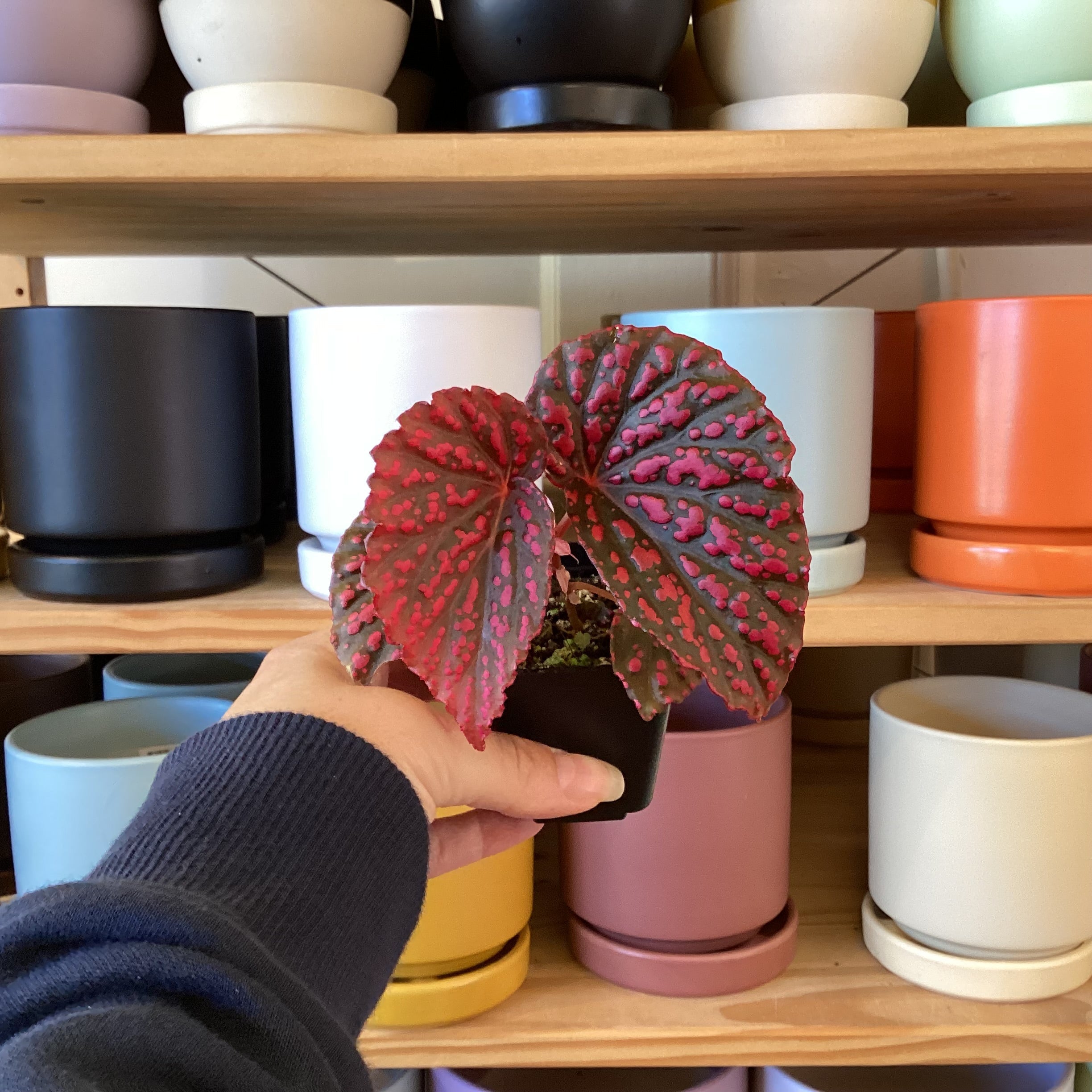 Begonias – The Plant Lady SF