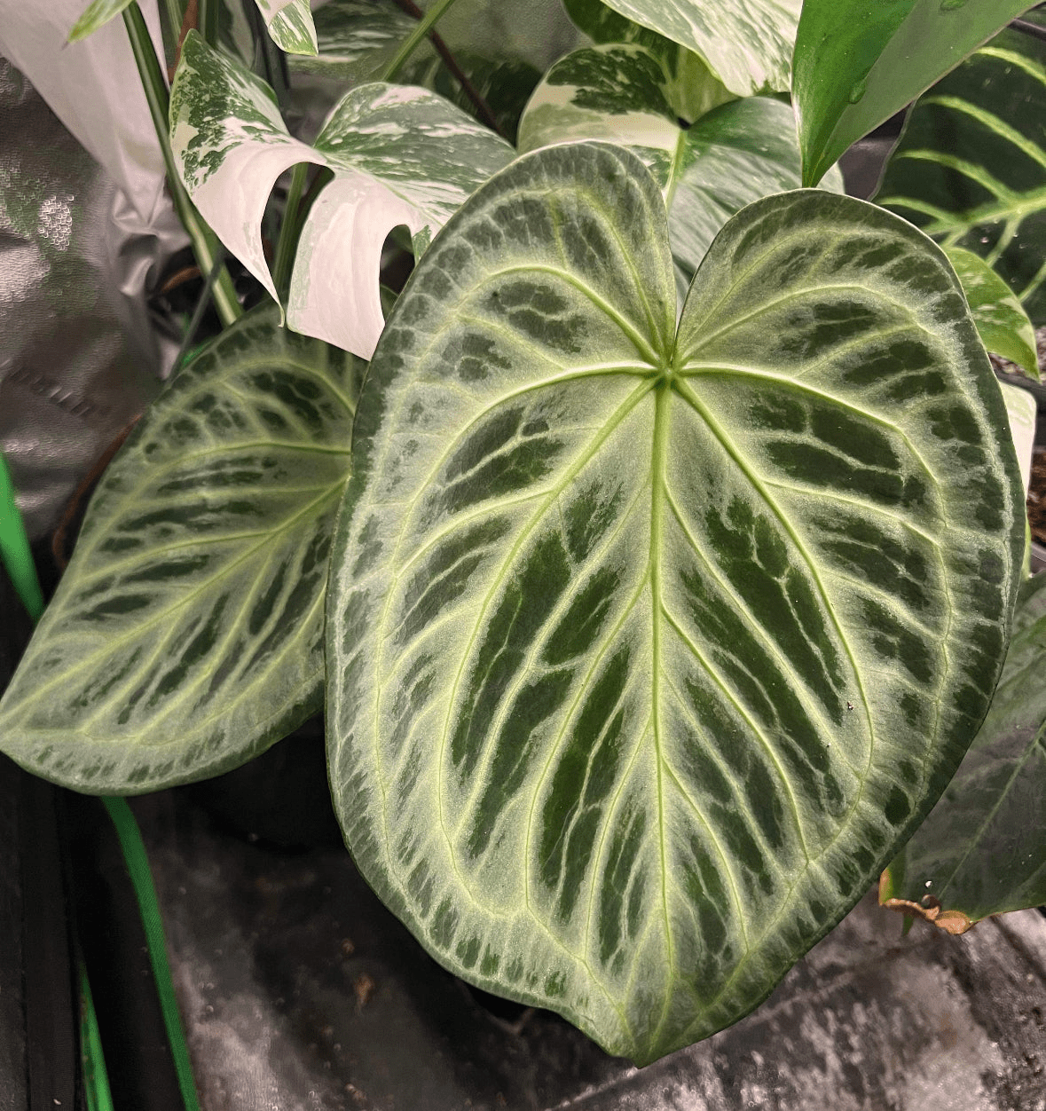 Anthuriums – tagged 