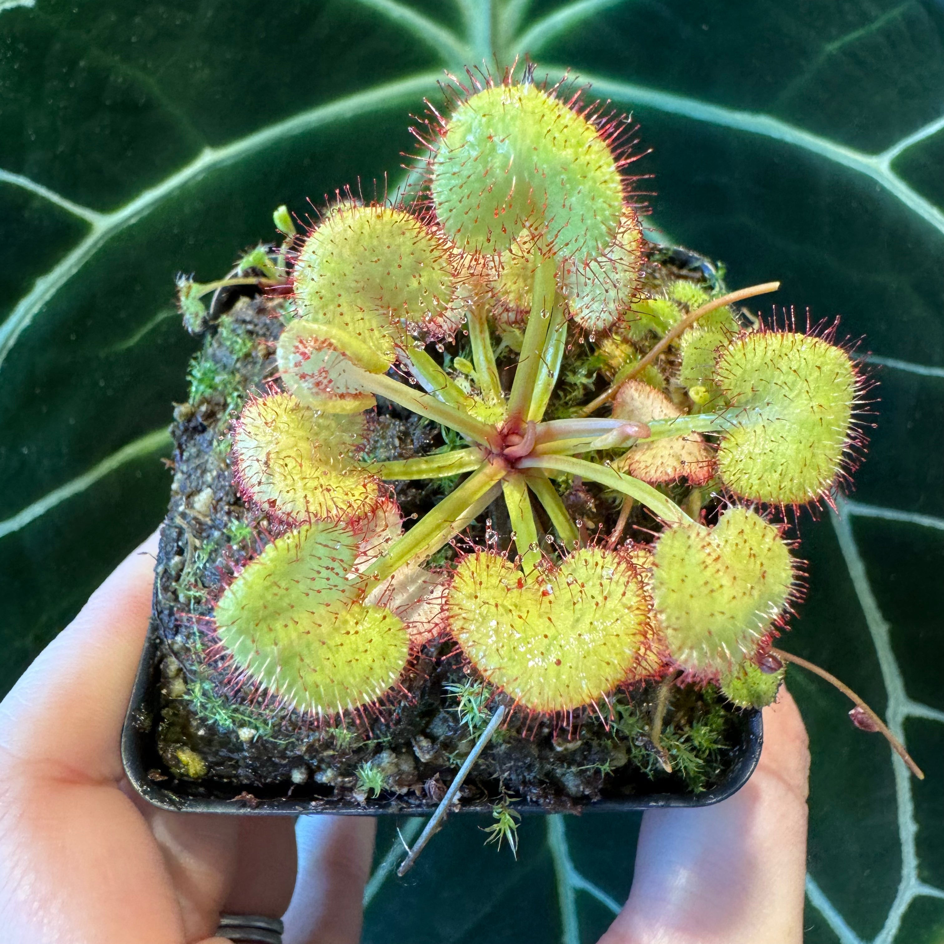 Pet Safe Plants – tagged 