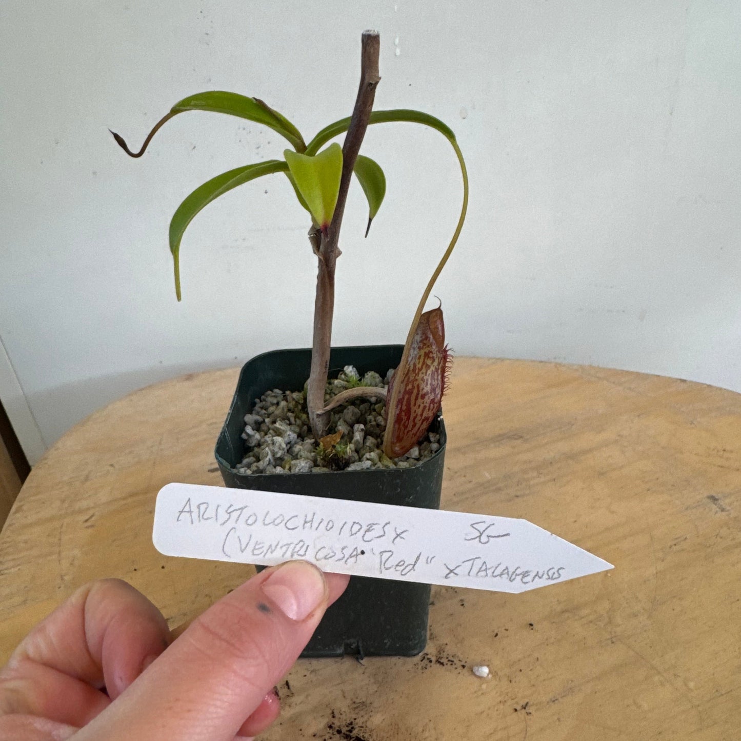 Nepenthes aristolochioides x (ventricosa 'Red' x talangensis)