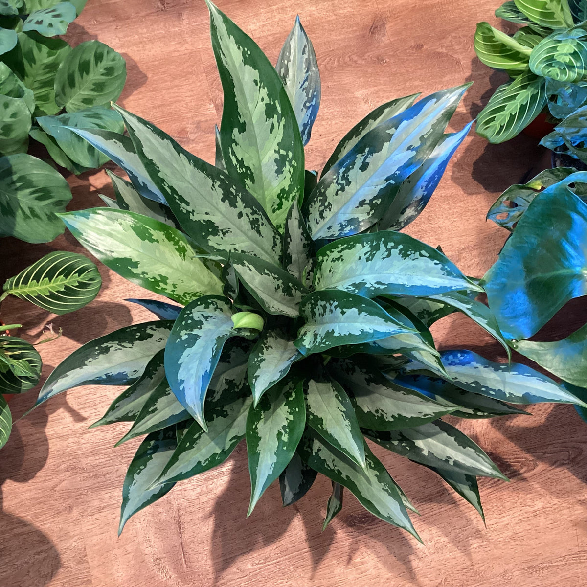 Aglaonema ‘Jubilee Petite’