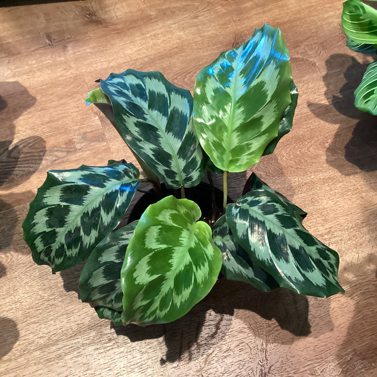 Calathea dressleri ‘Helen Kennedy’