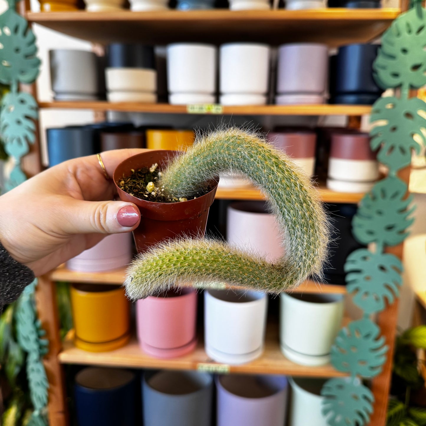 Monkey Tail (Cleistocactus winteri ssp. colademononis)
