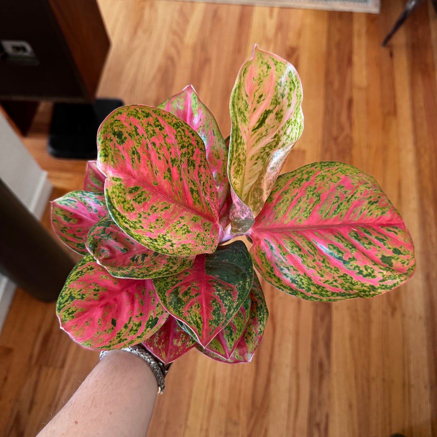 Aglaonema "Sombat Siam"