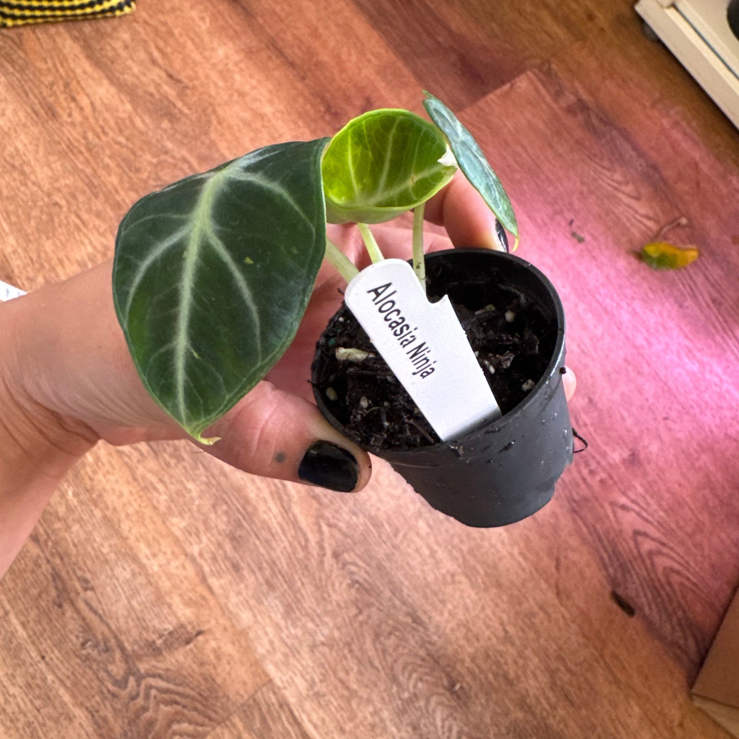 Alocasia “Ninja”