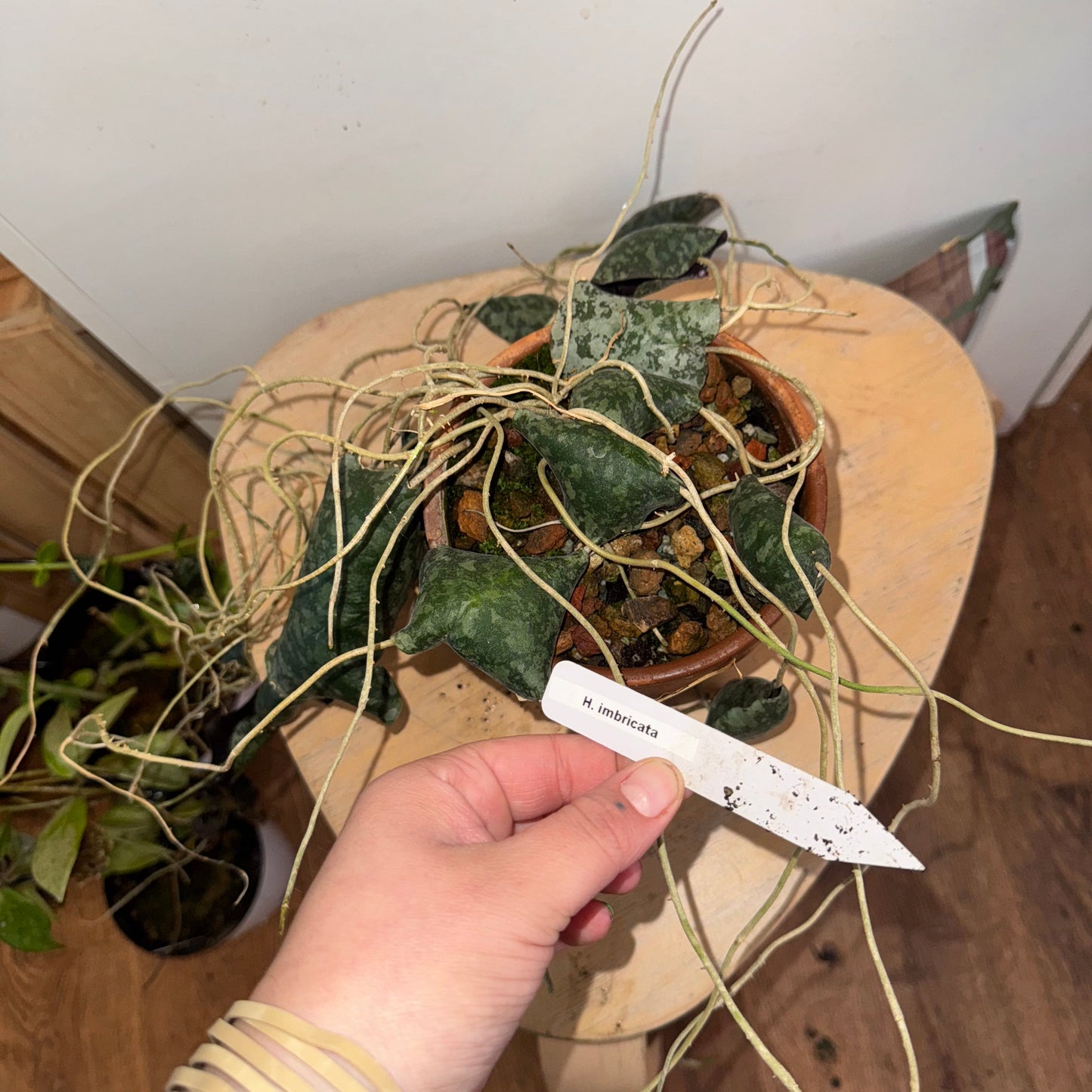 Hoya imbricata