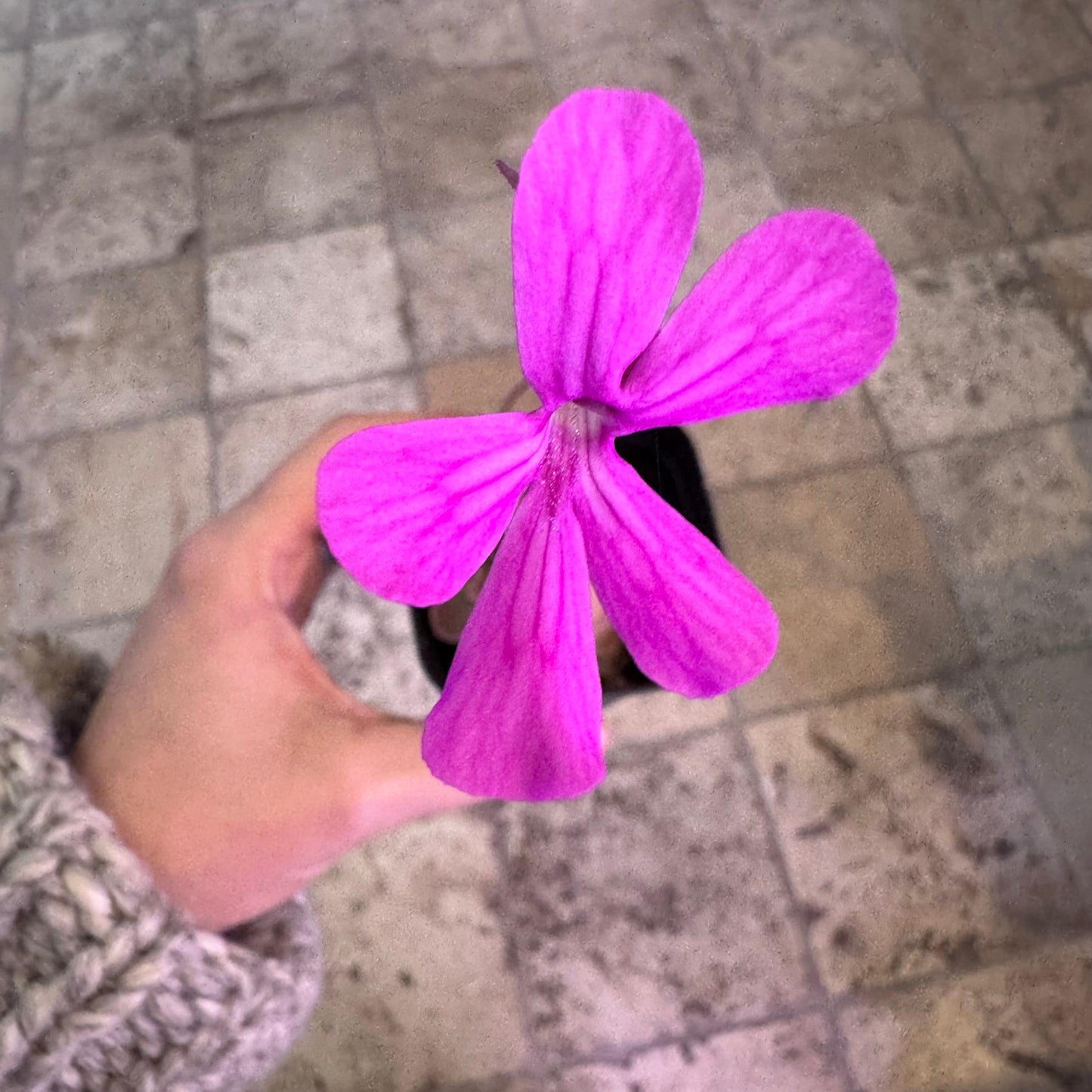 Pinguicula ehlersiae x mesophytica "Estrellita"