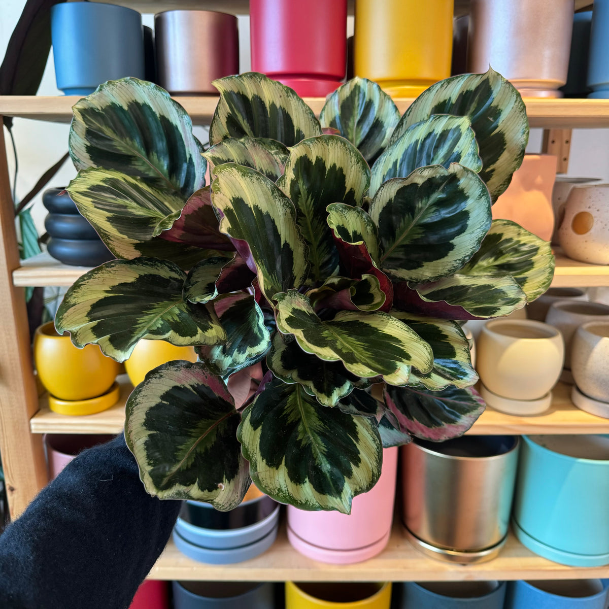 Calathea ‘Shining Star’ – The Plant Lady SF