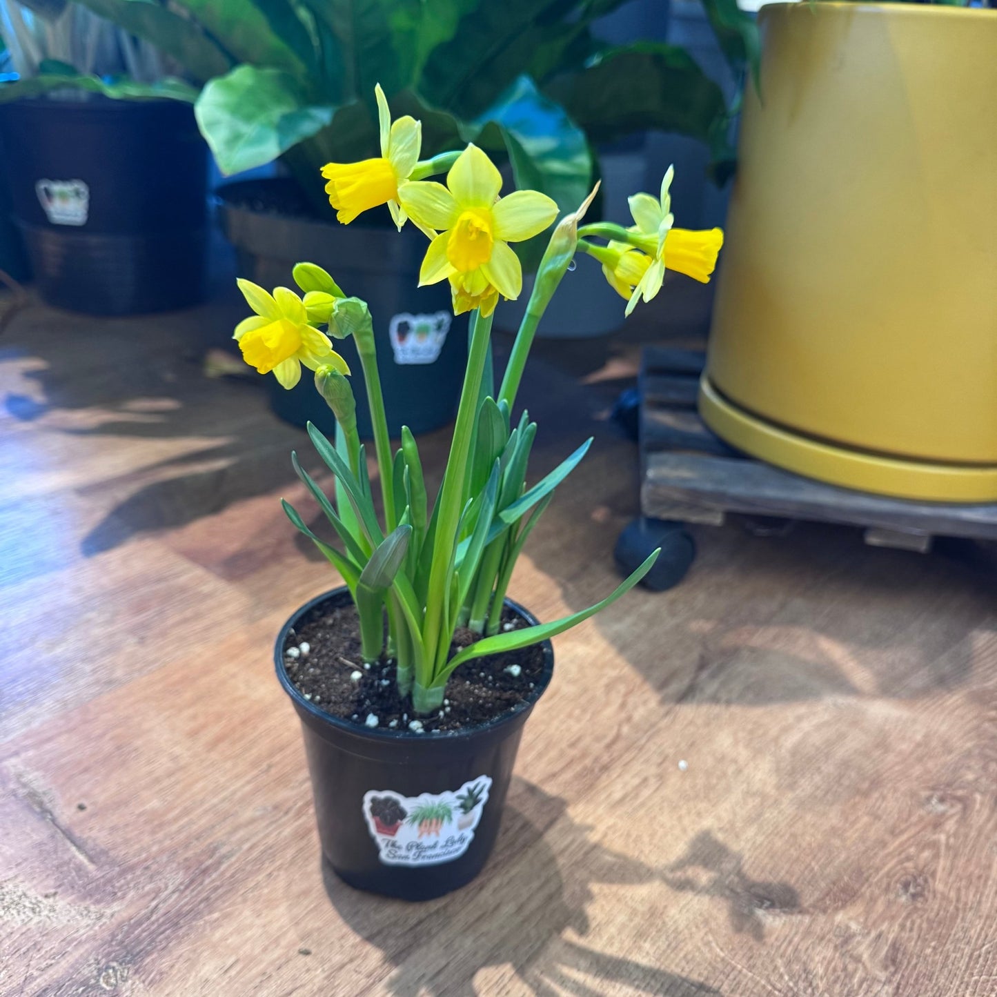 4.5” Potted Daffodil - The Plant Lady SF