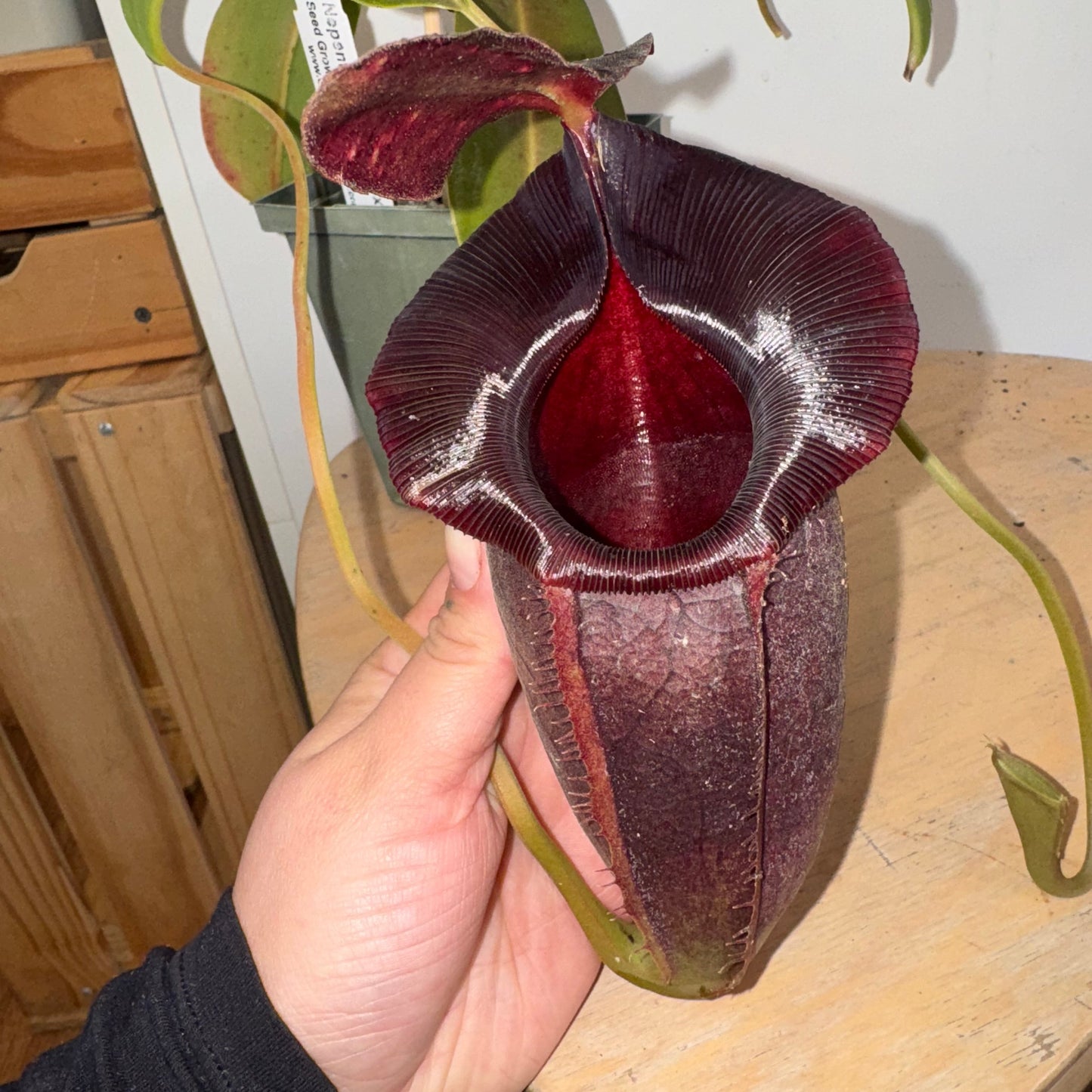 Nepenthes spathulata x jaquelineae