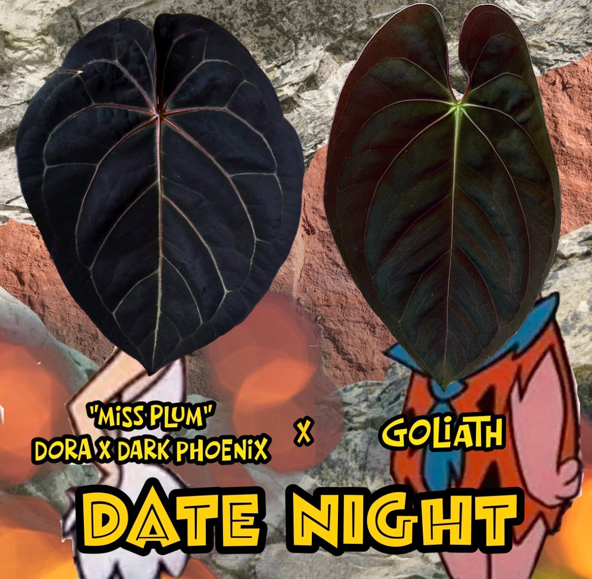 Anthurium “Date Night”