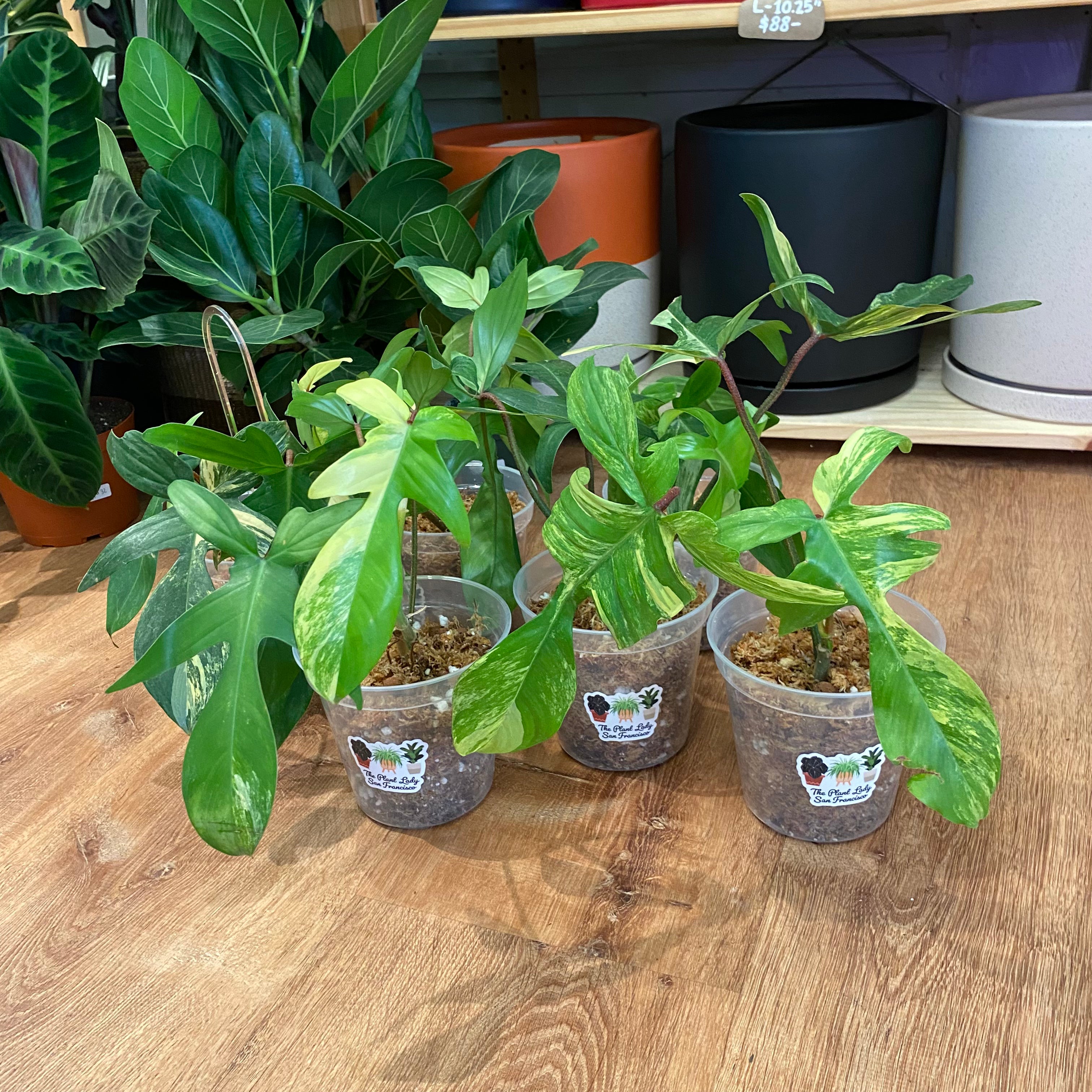 philodendron florida beauty for sale Philodendron 'Florida Beauty' Varieagata – The Plant Lady SF