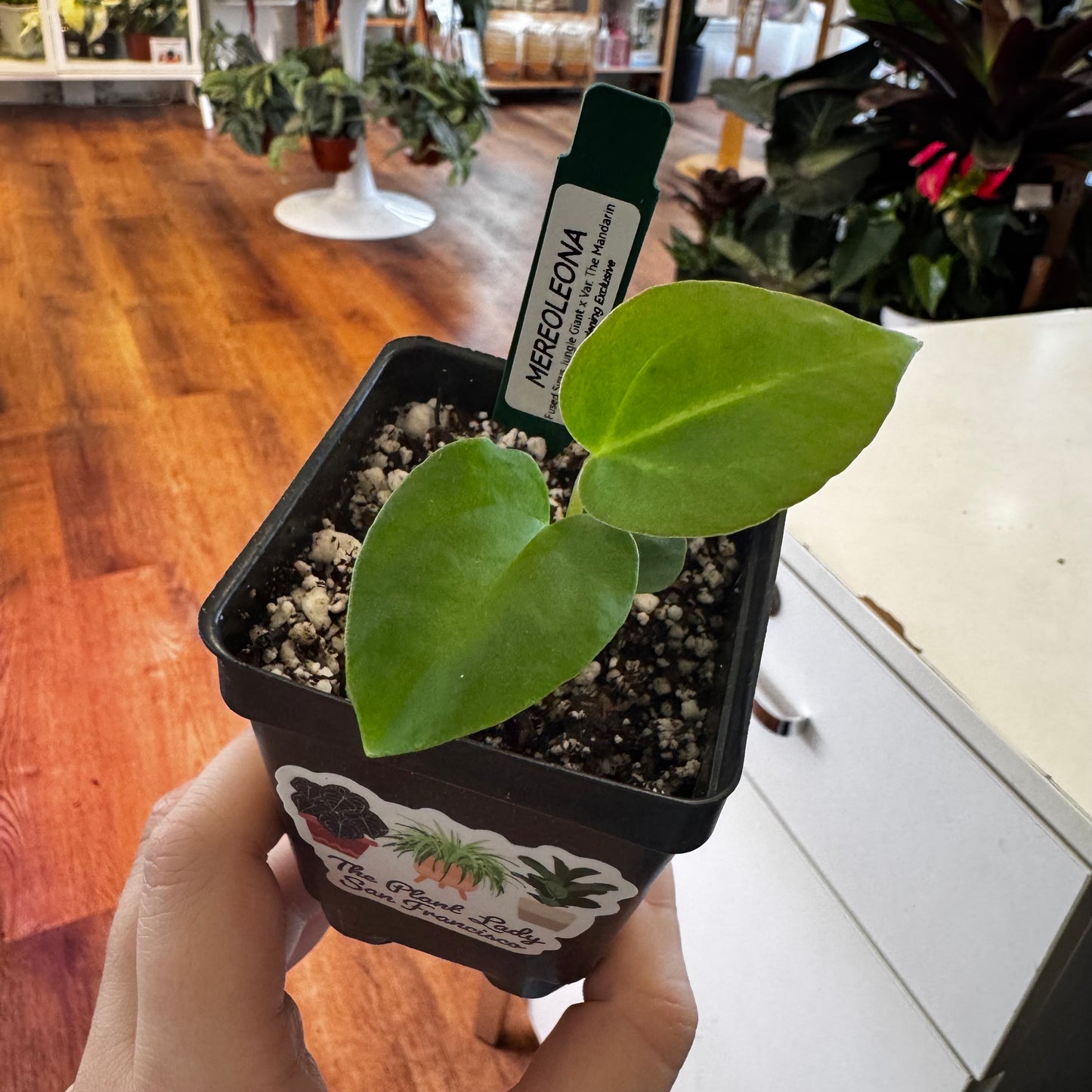 Anthurium “Meroleona”