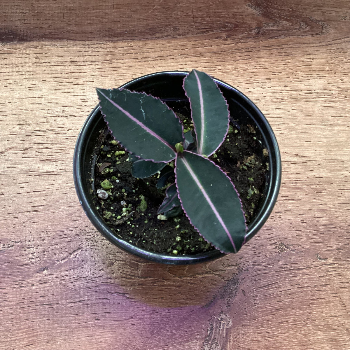 Labisia pumilla ‘Electric Pink’