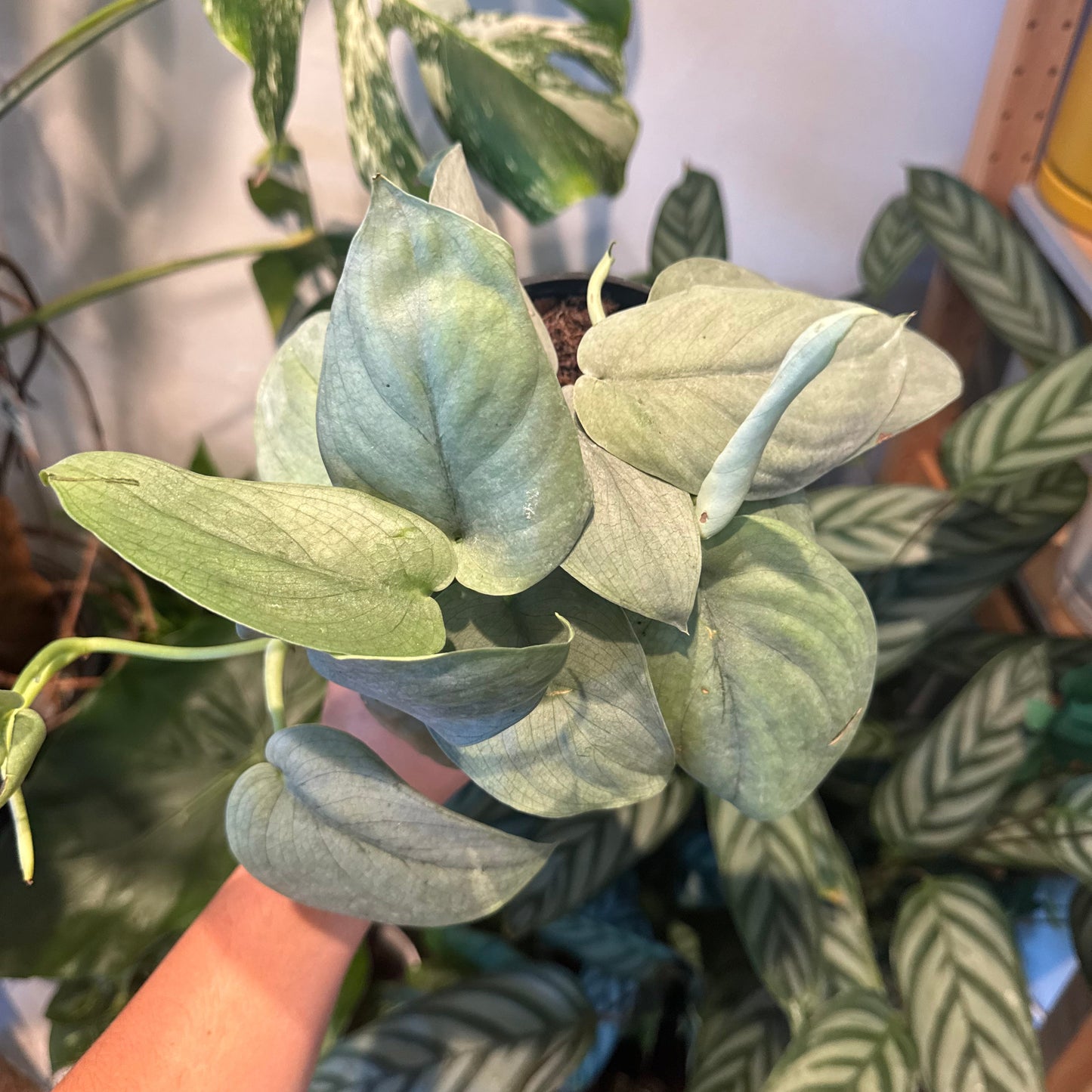 Scindapsus "Platinum Java"