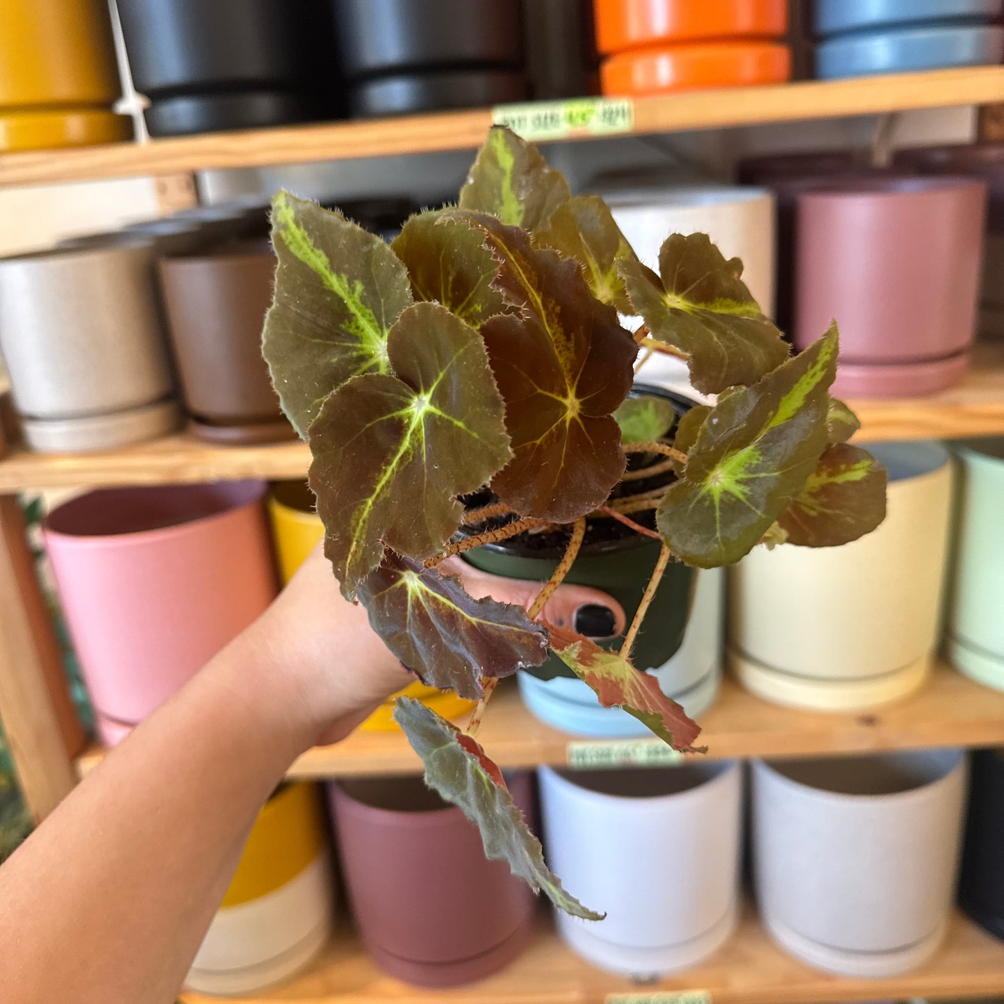 Begonia 'Virbob'