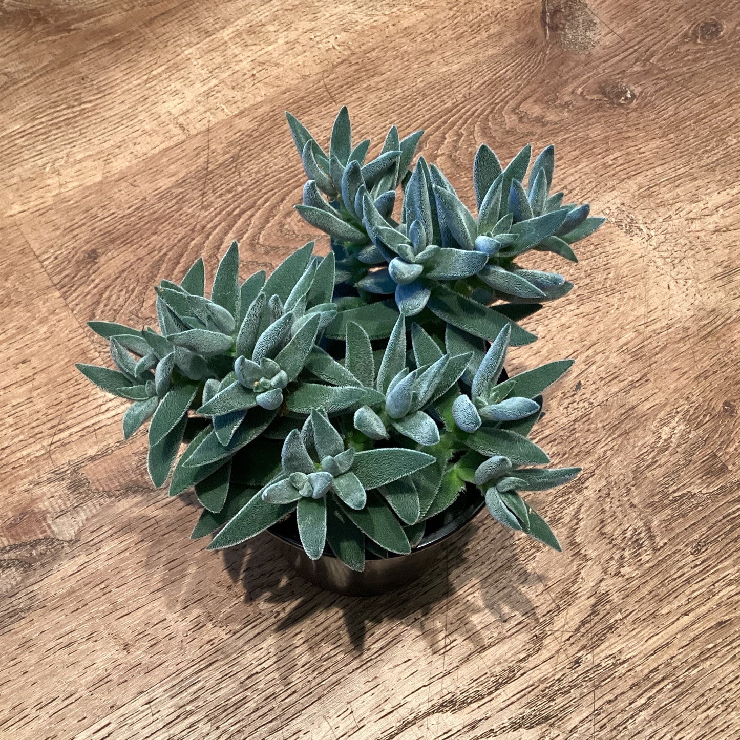 Crassula ‘Tarantula’