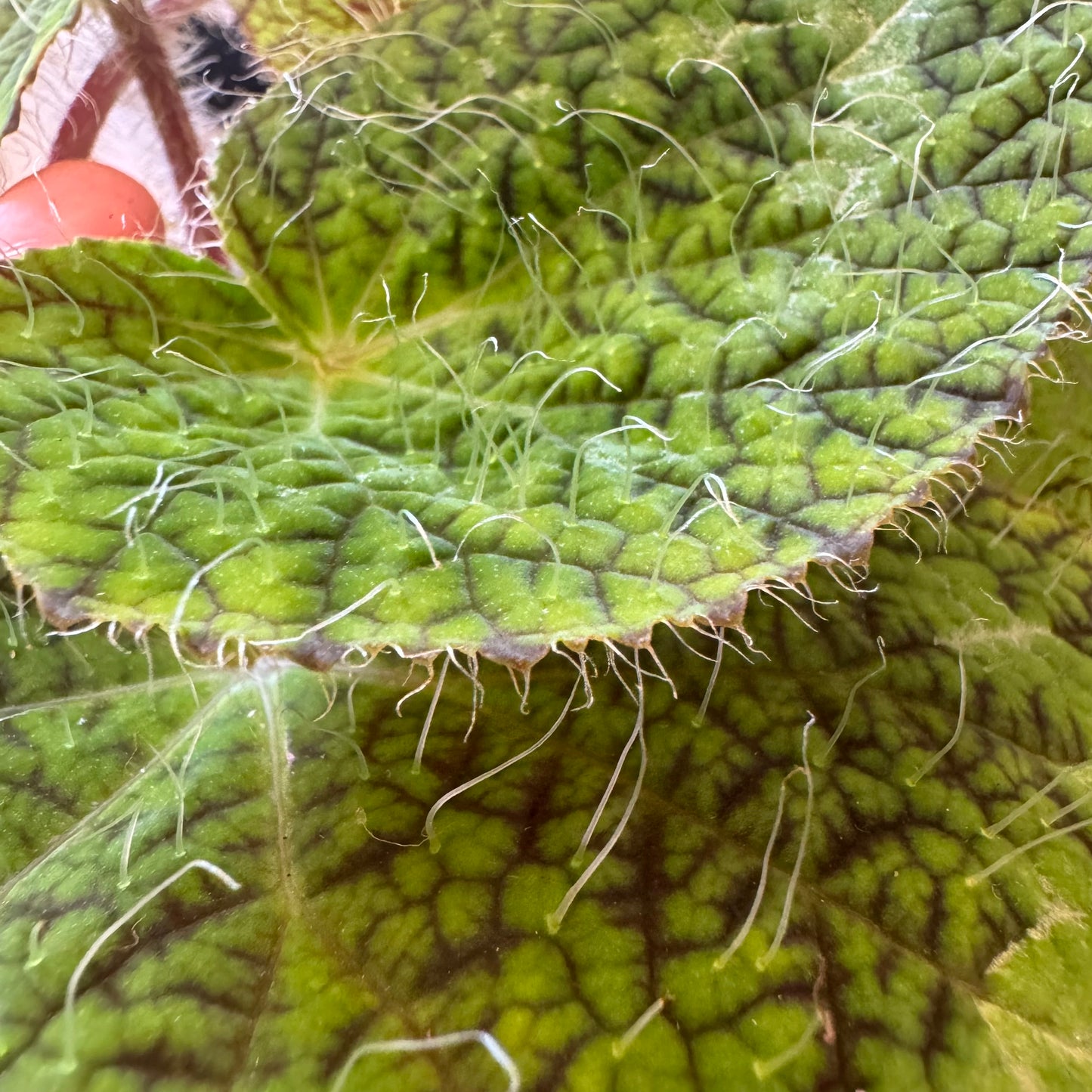 Begonia longicilata 'Sizemoreae'
