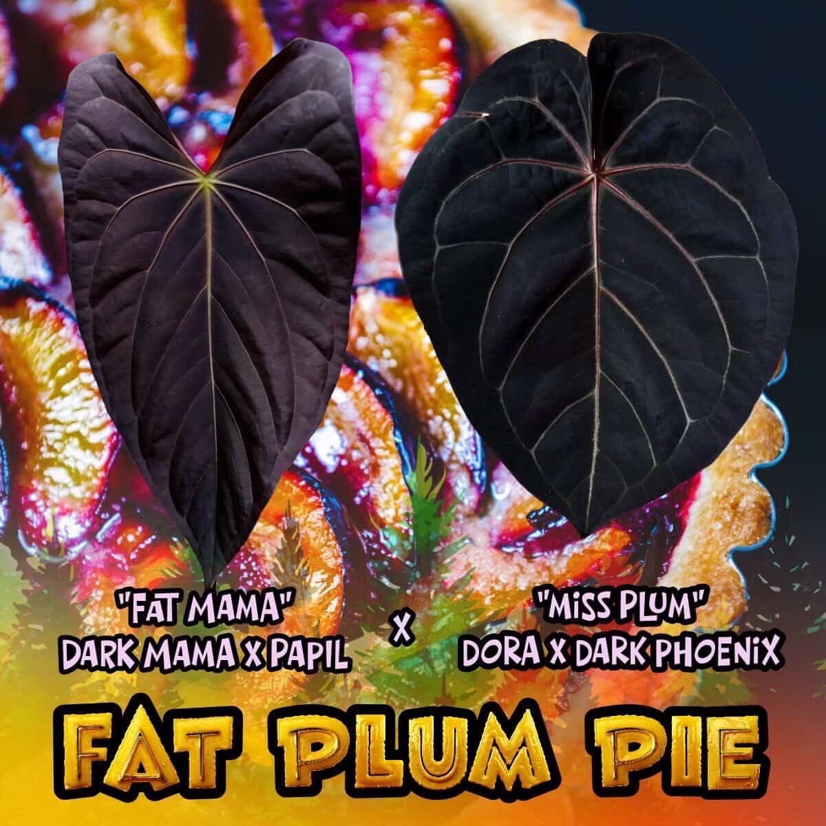 Anthurium "Fat Plum Pie"