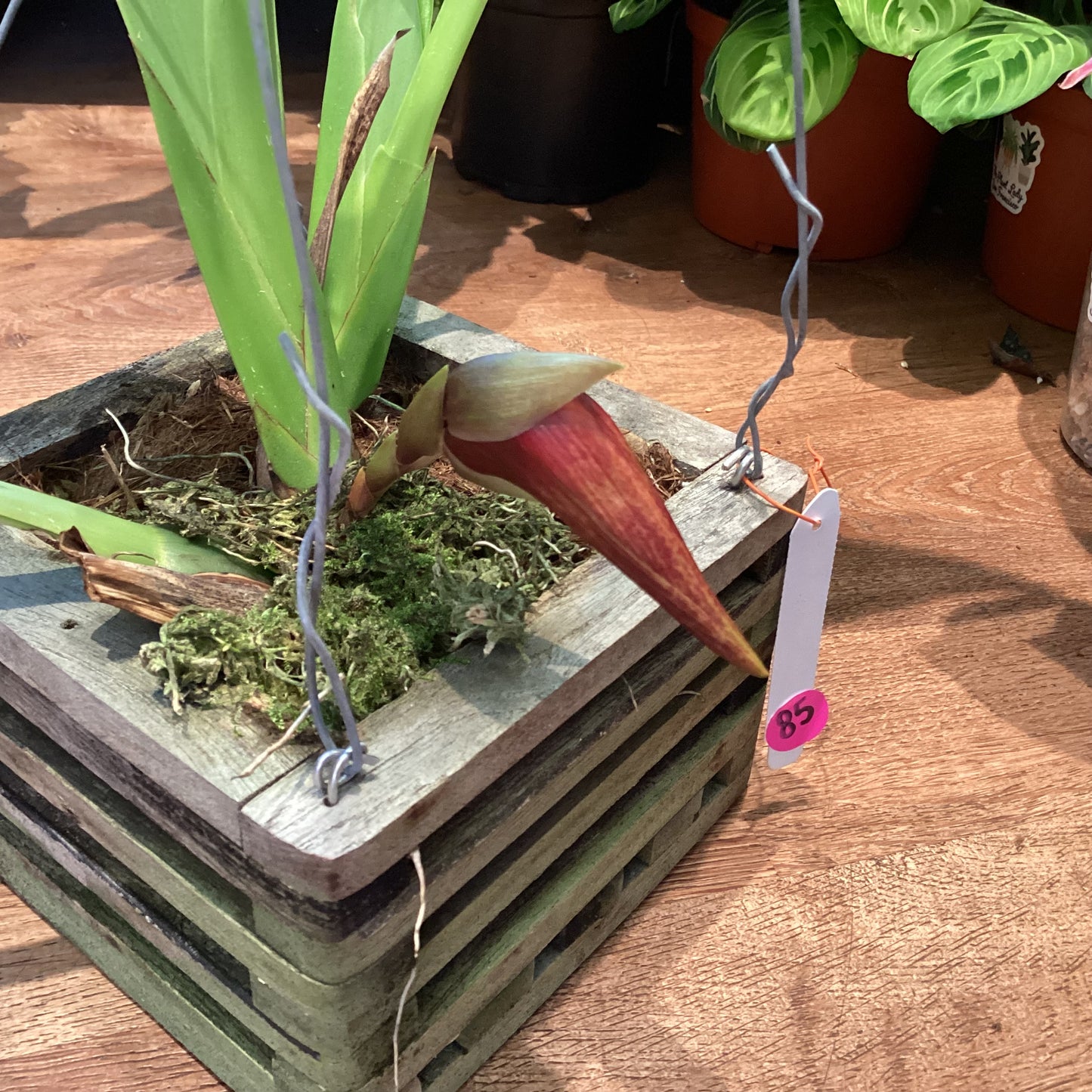 Maxillaria anacatalinaportillae