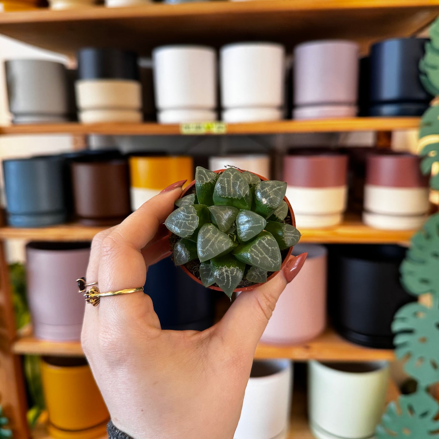 Haworthia cymbiformis (Cathedral Window Haworthia / Moon Haworthia)