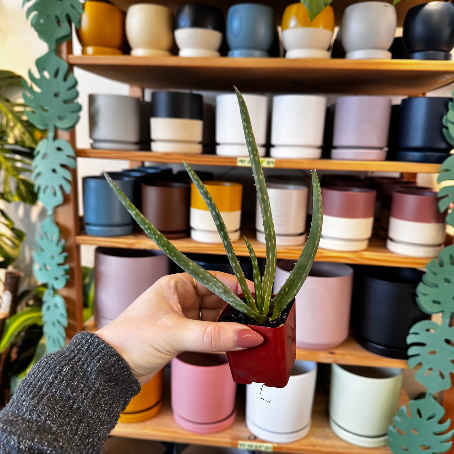 Aloe 'Medivera Tropical' (Aloe Vera)
