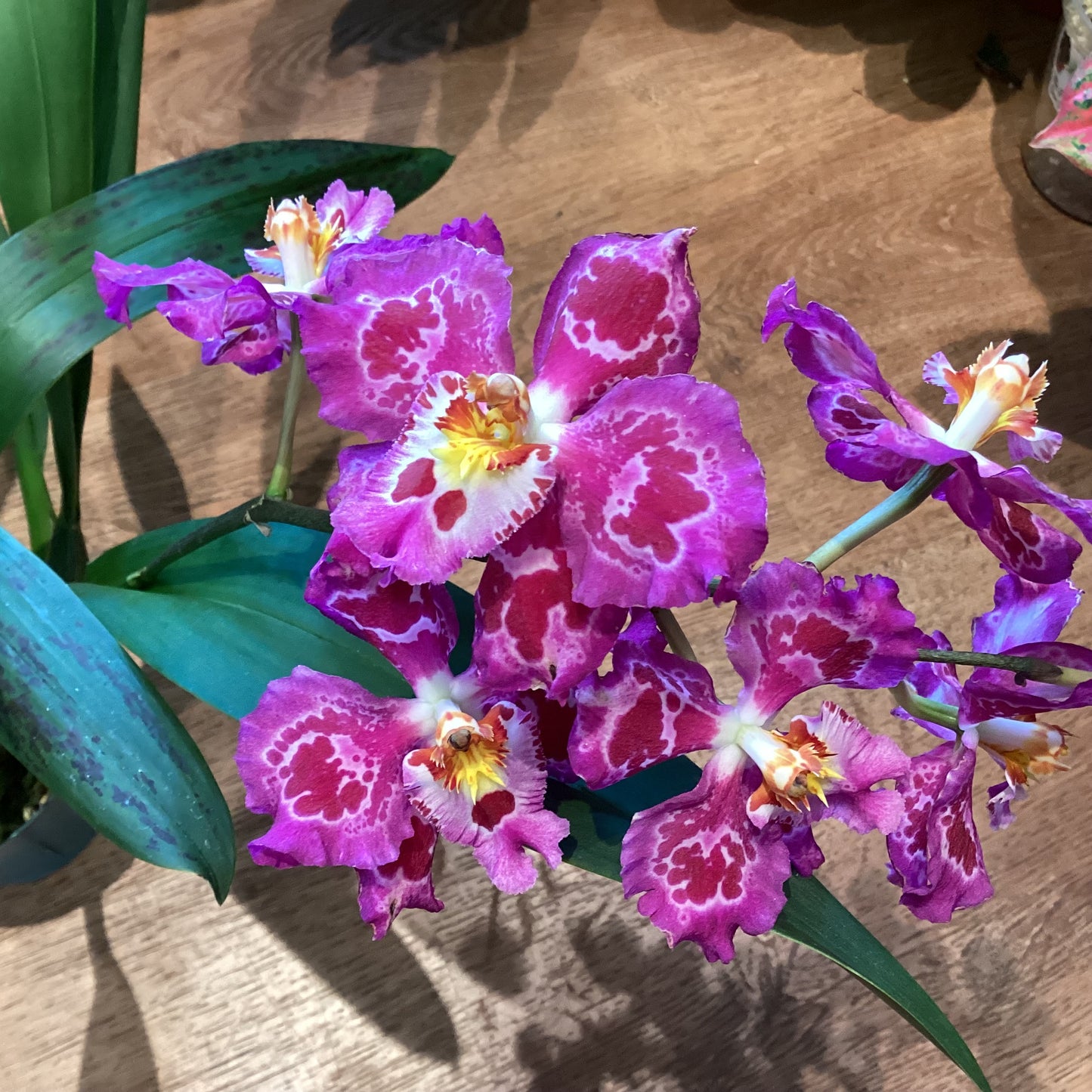 Odontoglossum ‘Anne Brydon’