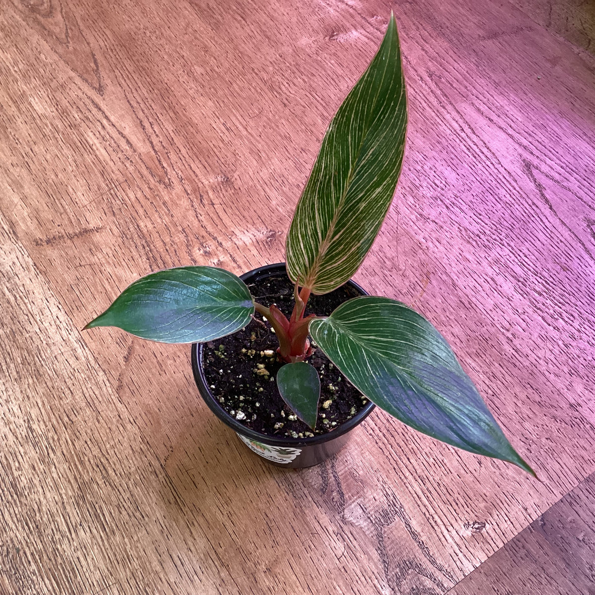 Philodendron ‘Birkin Pink’