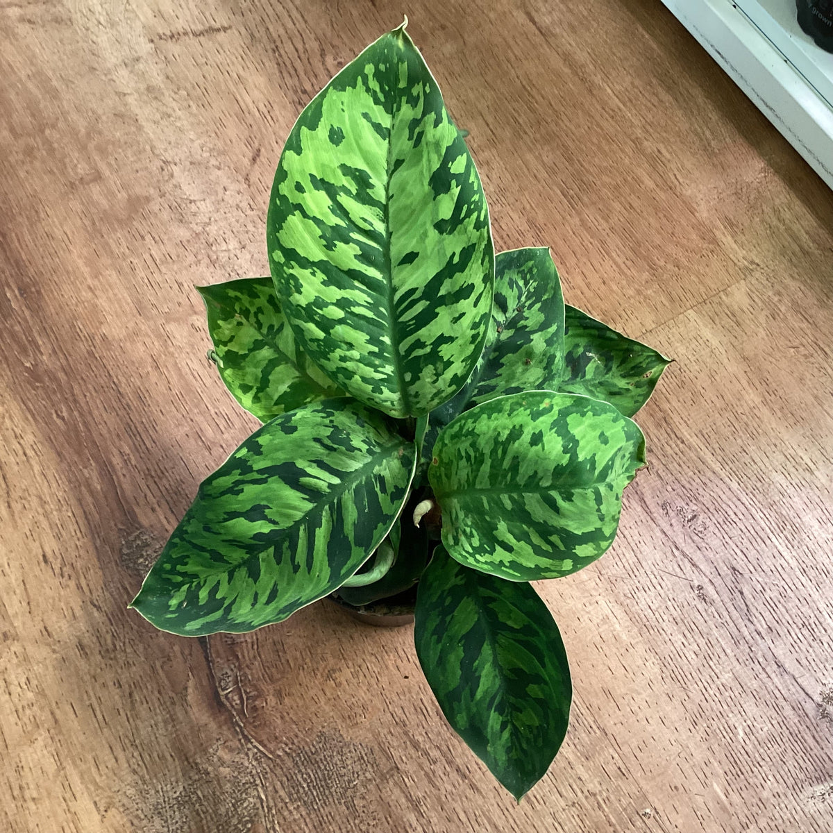 Homalomena wallisii ‘Camouflage’