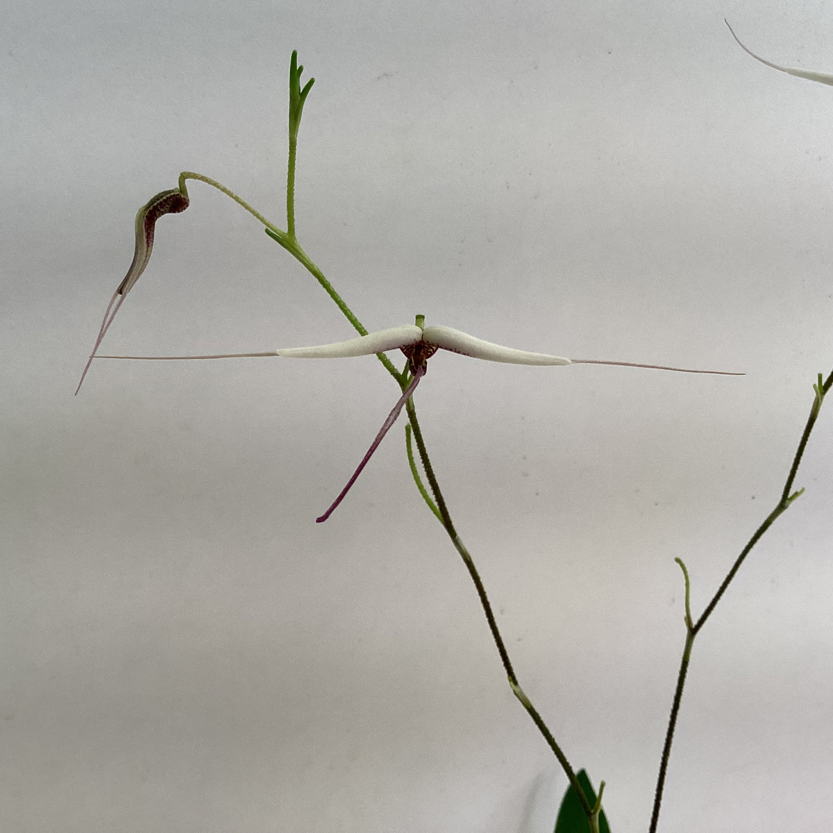Scaphosepalum gibberosum ‘Stoney Point’
