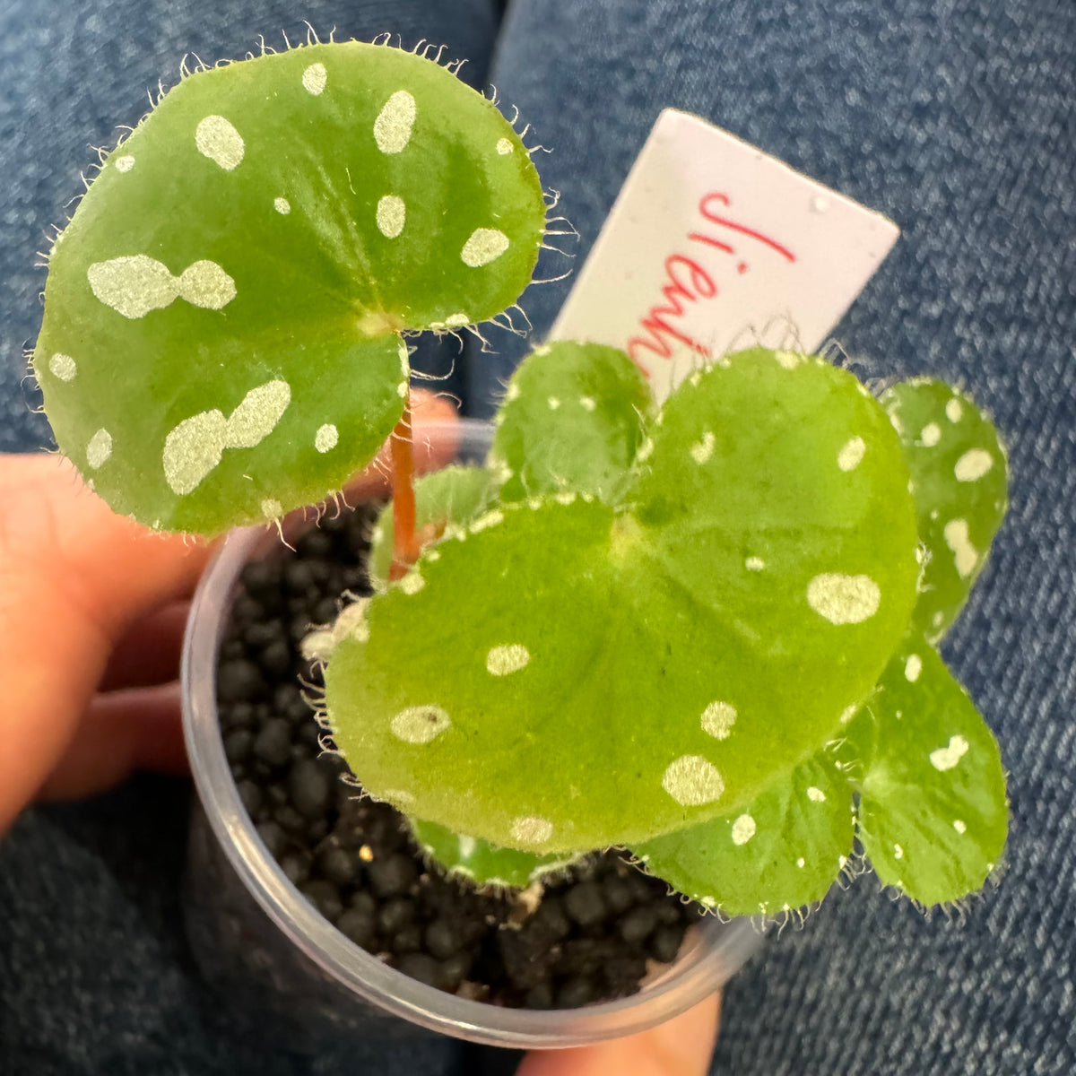 Begonia jiewhoei The Plant Lady SF