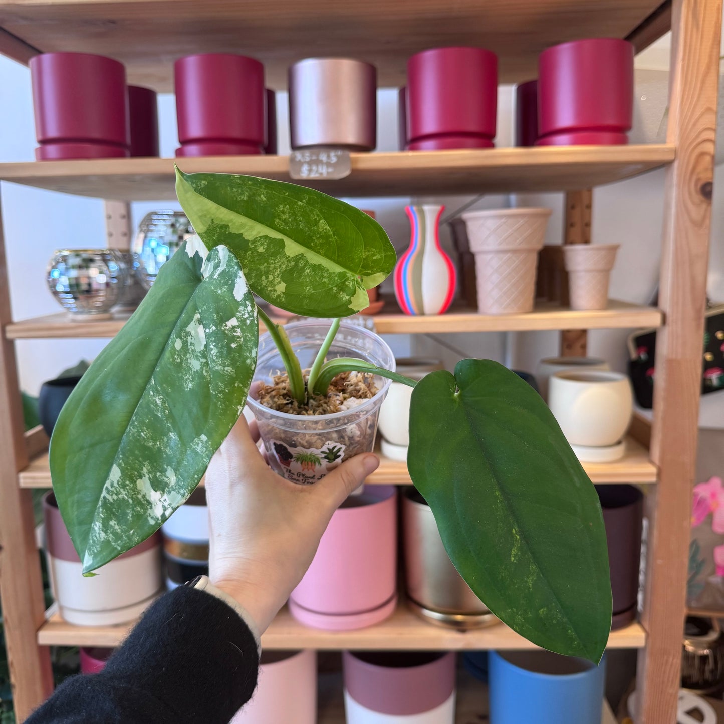 Syngonium chiapense variegated