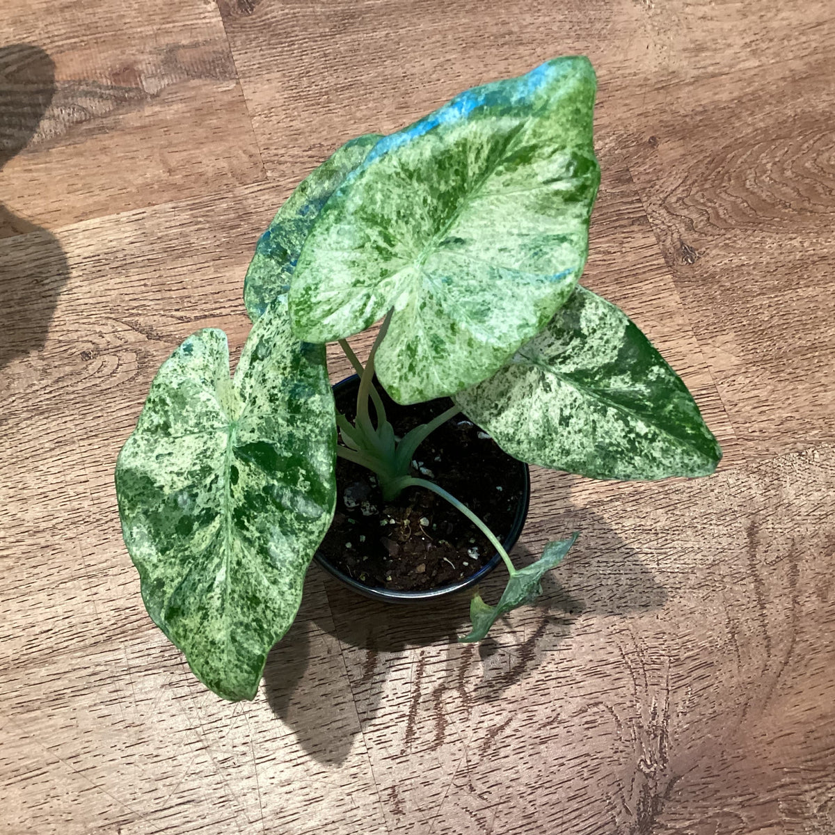 Alocasia odora ‘Batik’ (Alocasia "Blizzard")