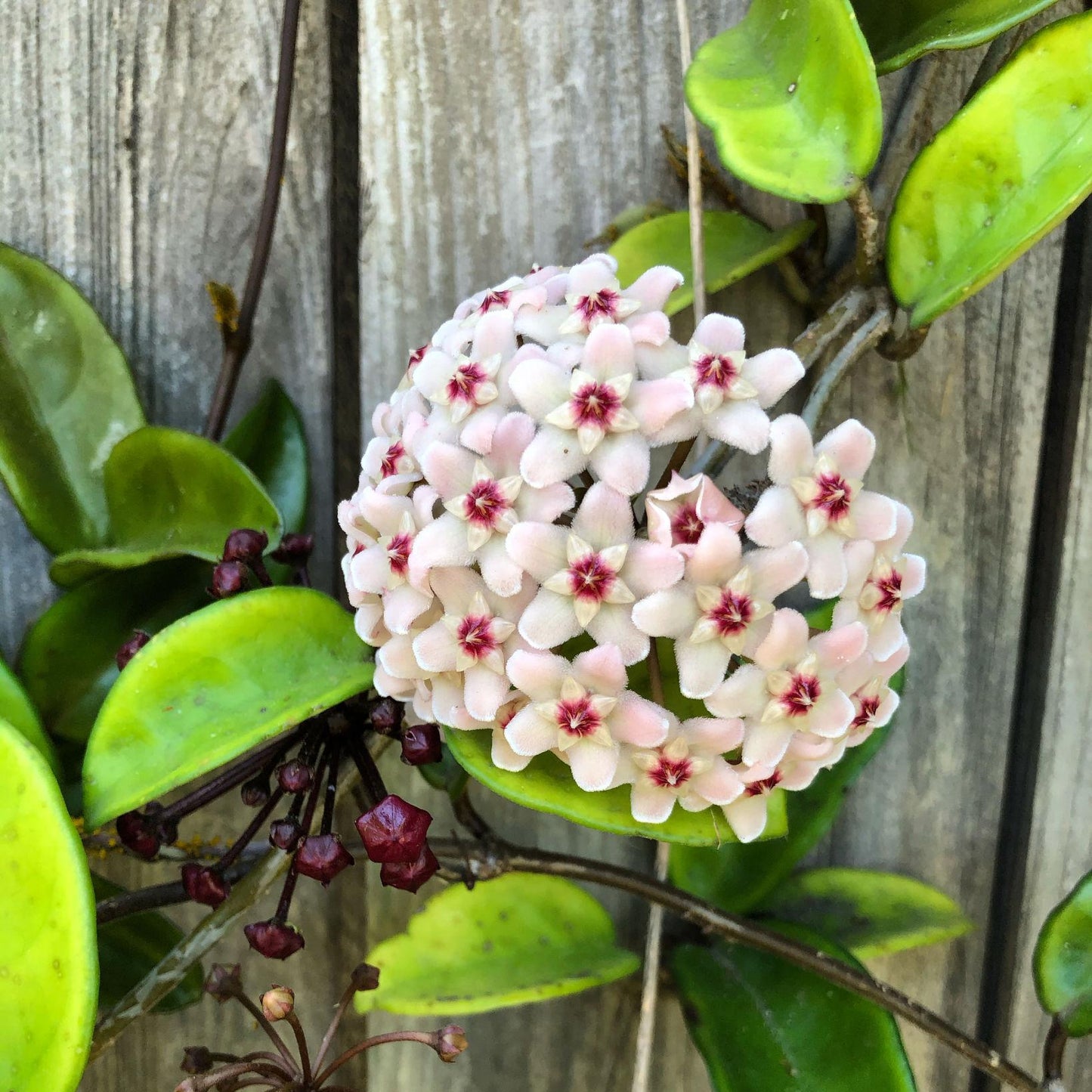 Hoya lanceolata ‘Bella’