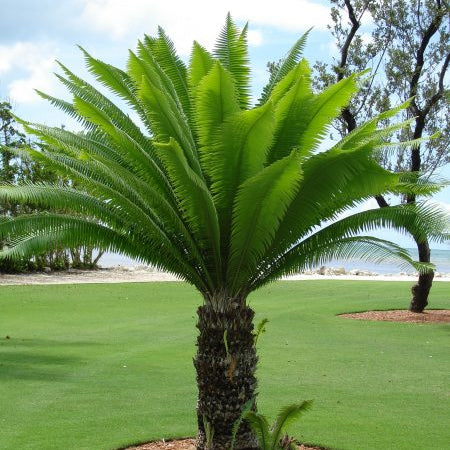 Dioon spinulosum (Giant Dioon)