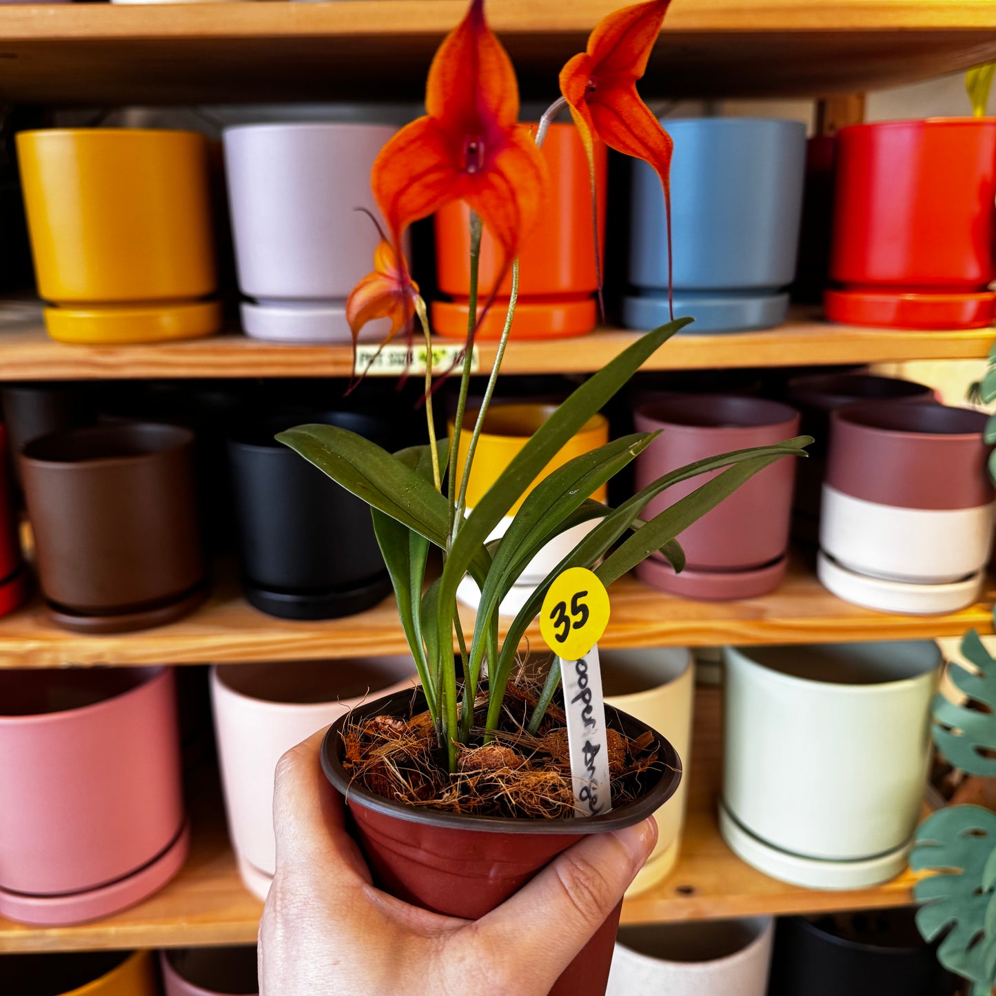 Masdevallia Copper Angel