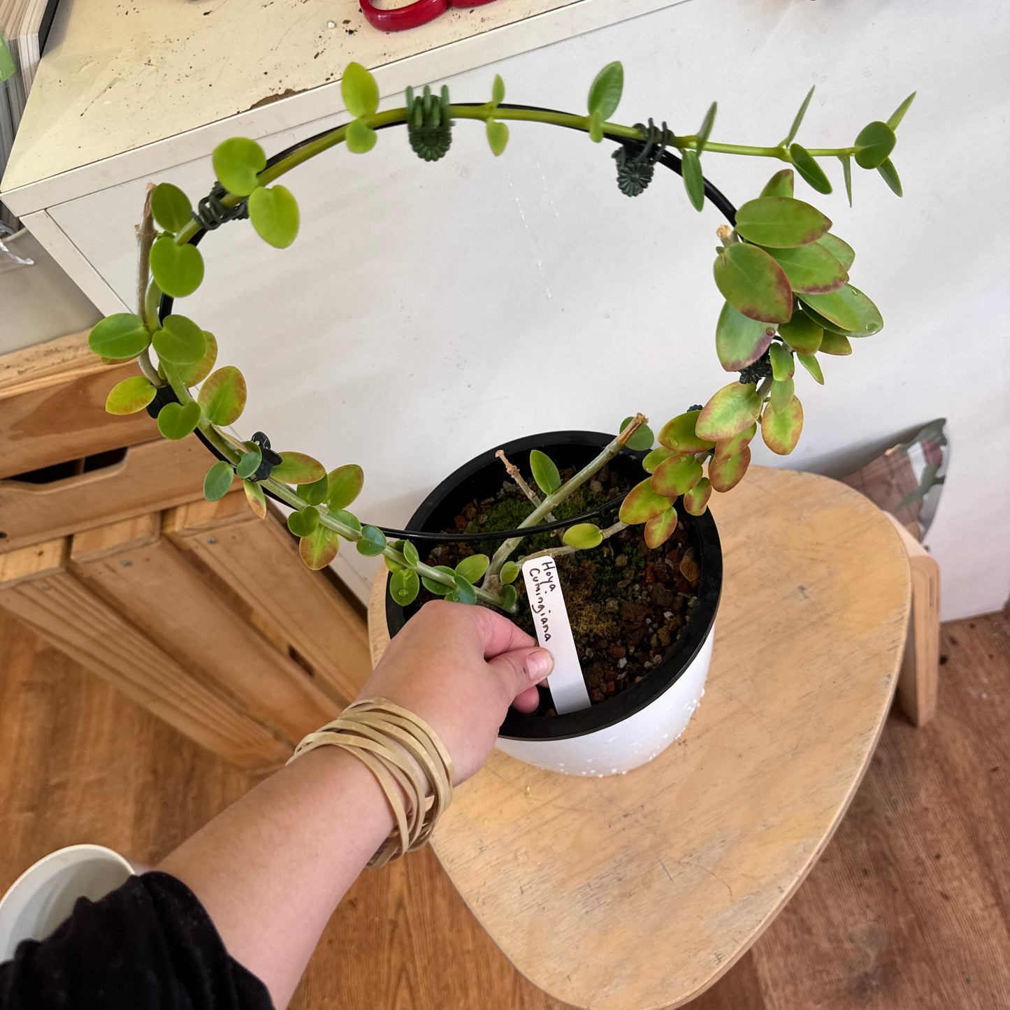 Hoya cumingiana