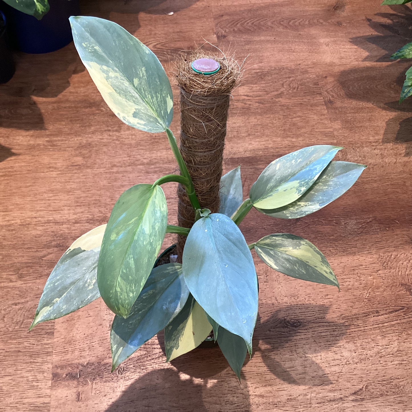 Philodendron hastatum ‘Silver Sword’ Var.