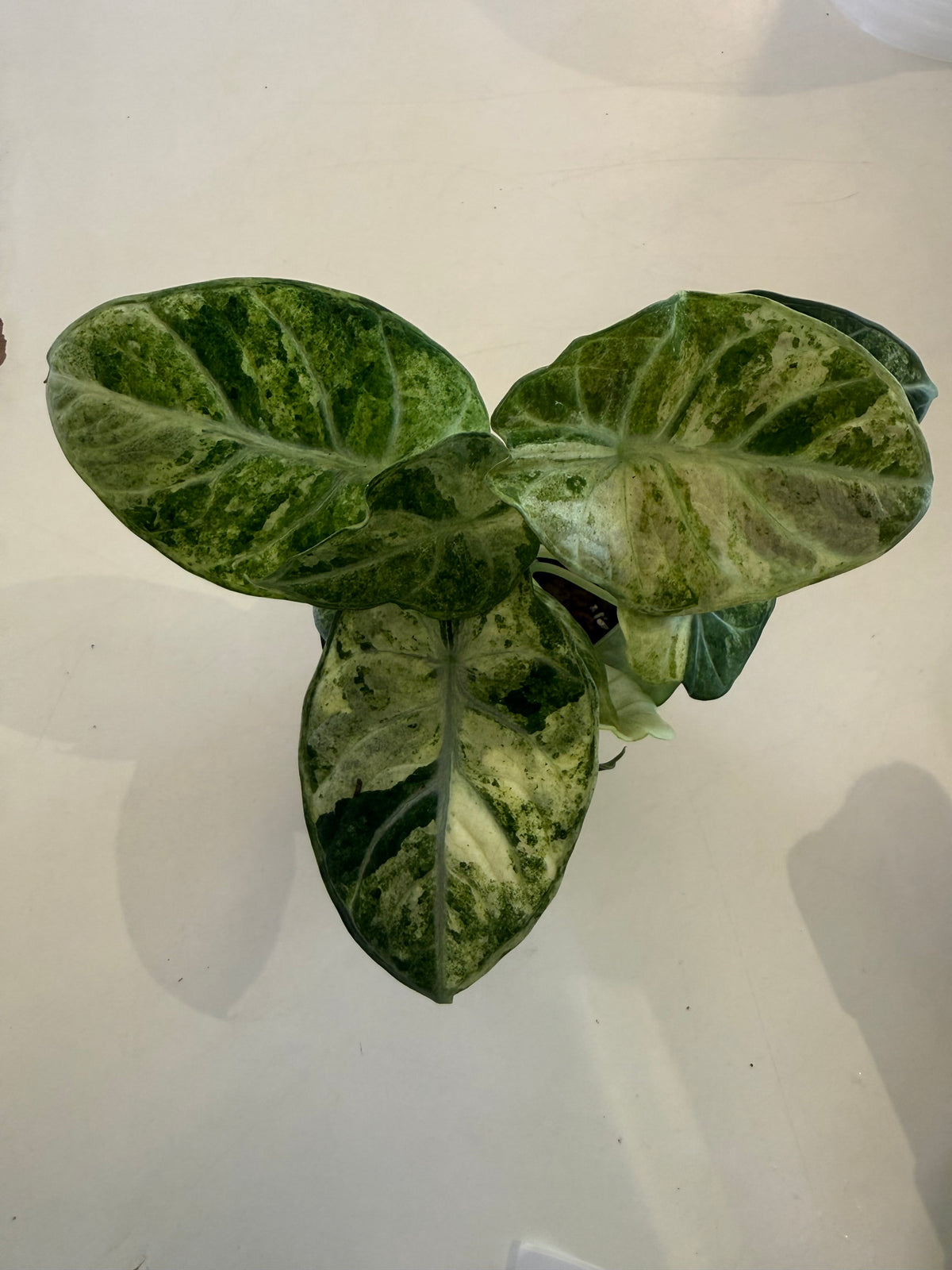 Alocasia "Ninja Tricolor" variegated