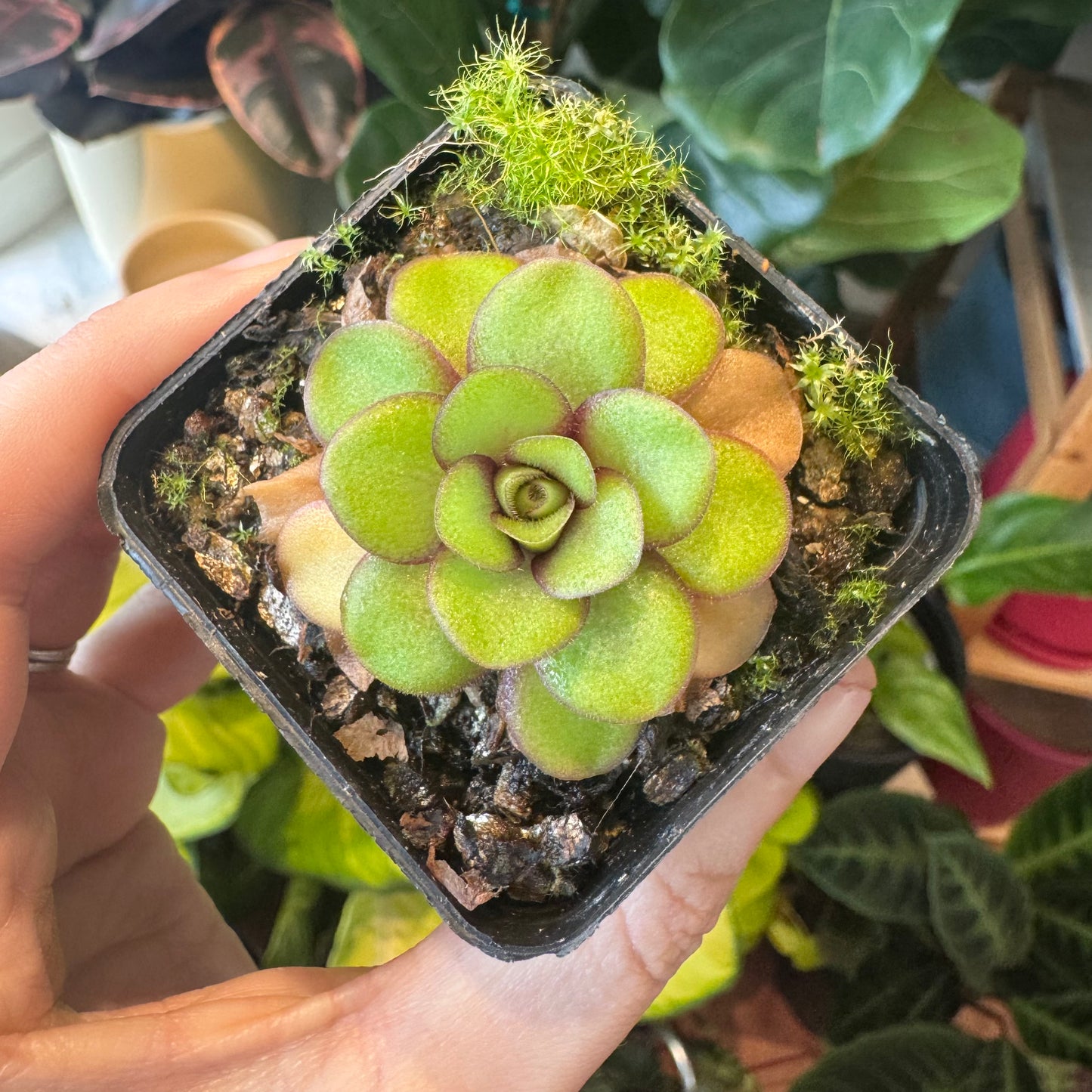 Pinguicula x "Dusky Heart"