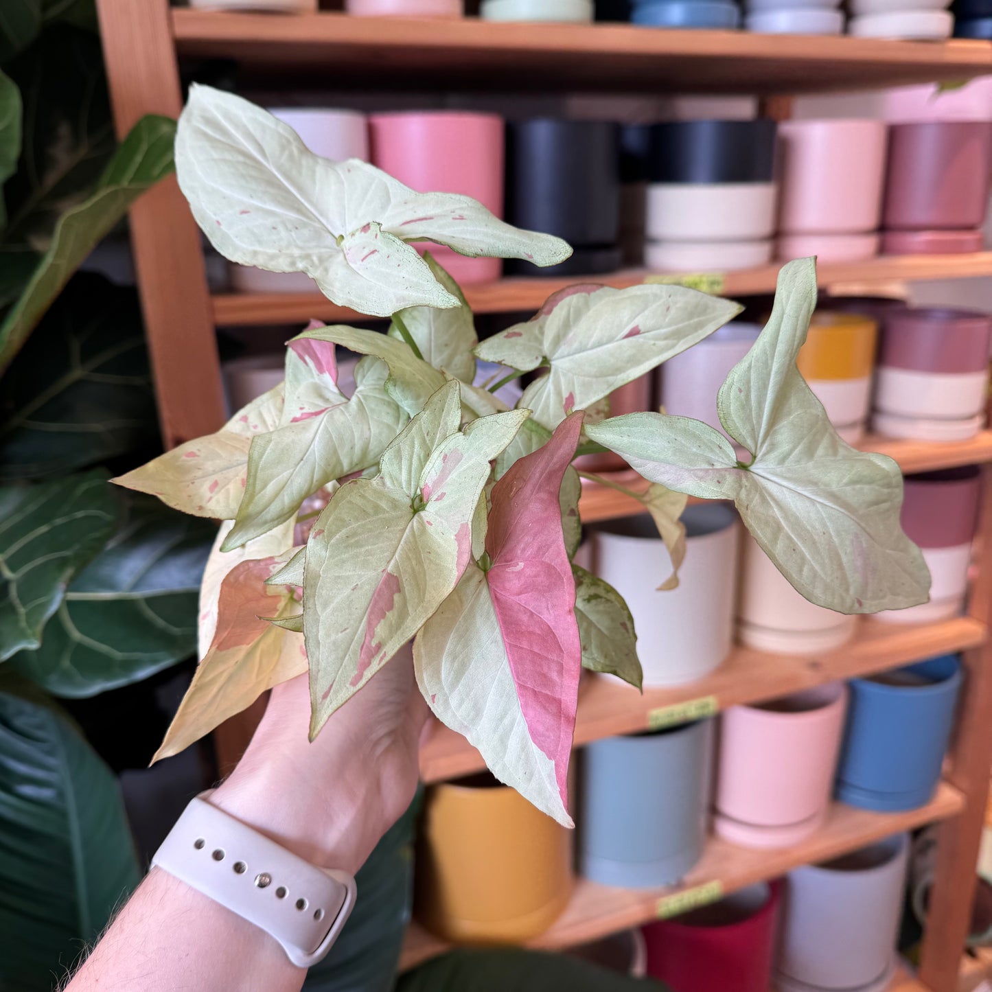 Syngonium Pink Salmon