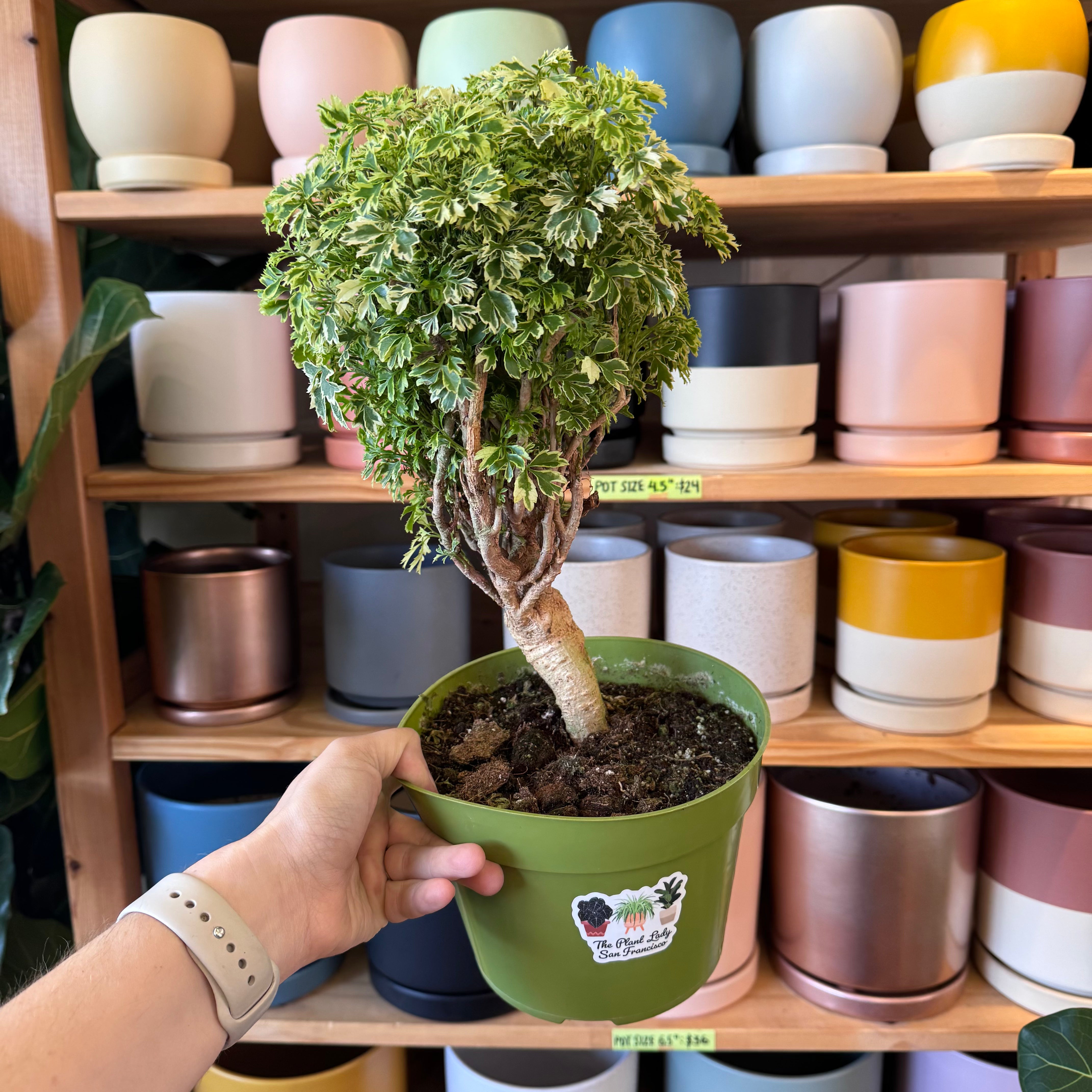 indoor ming aralia plant Polyscias fruticosa (Ming Aralia) – The Plant Lady SF