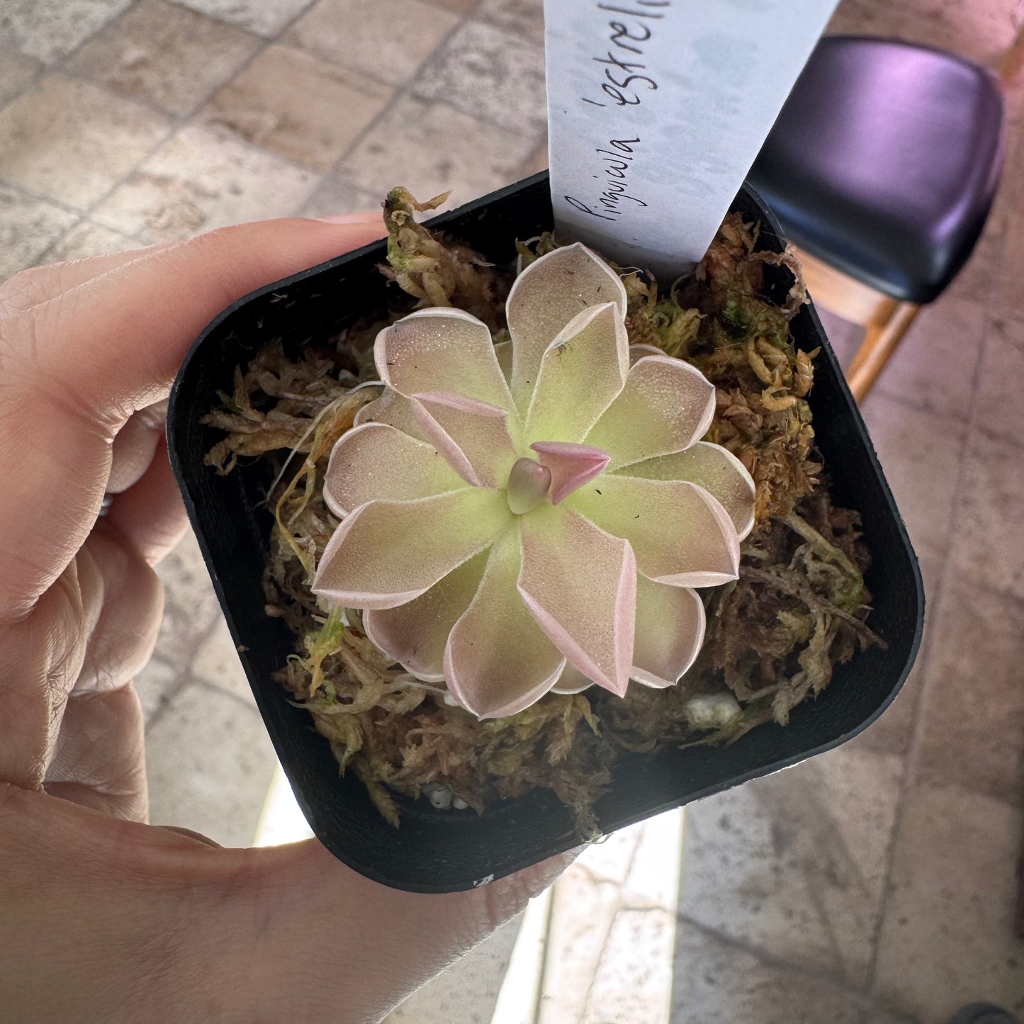 Pinguicula "Estrellita"