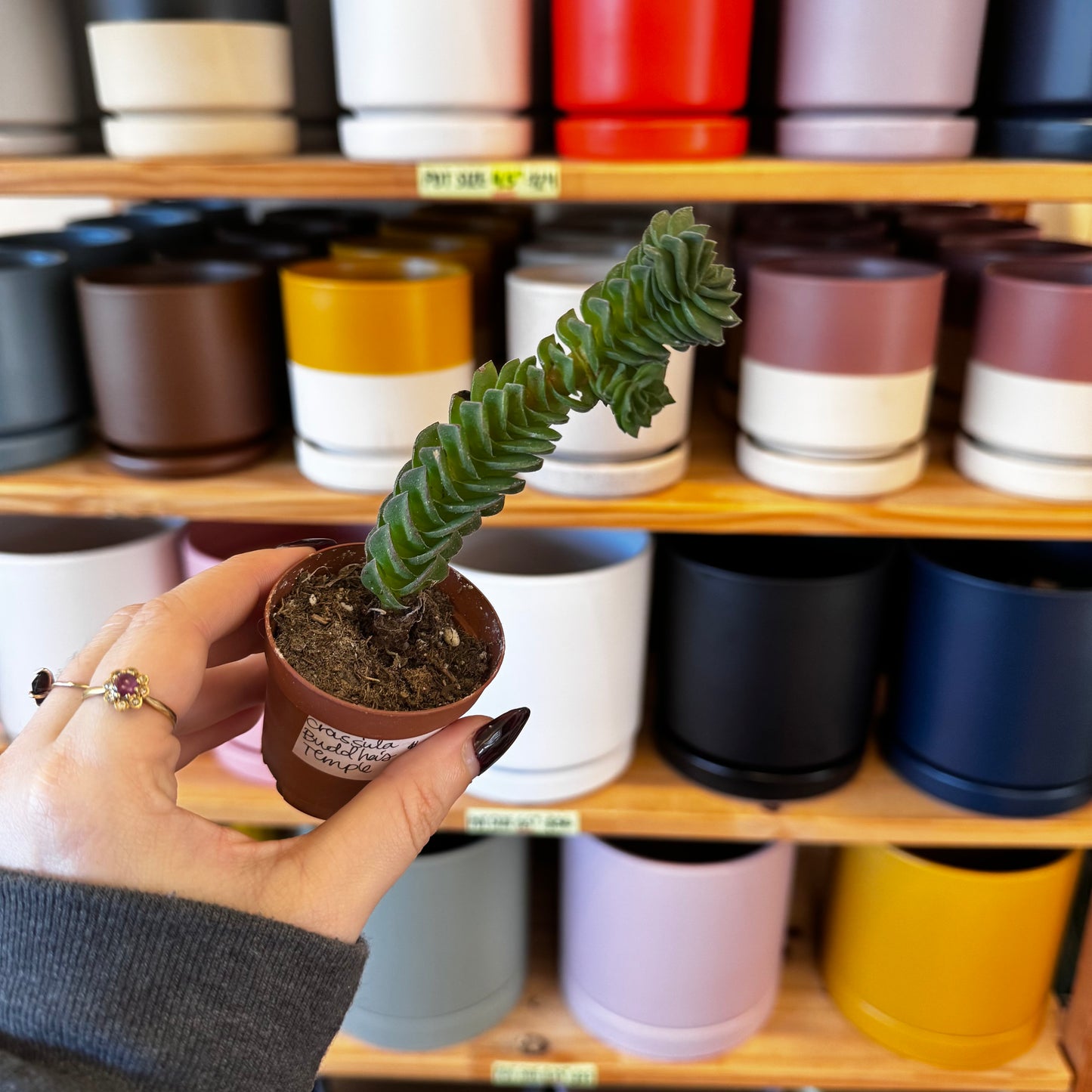 Crassula 'Buddha's Temple'