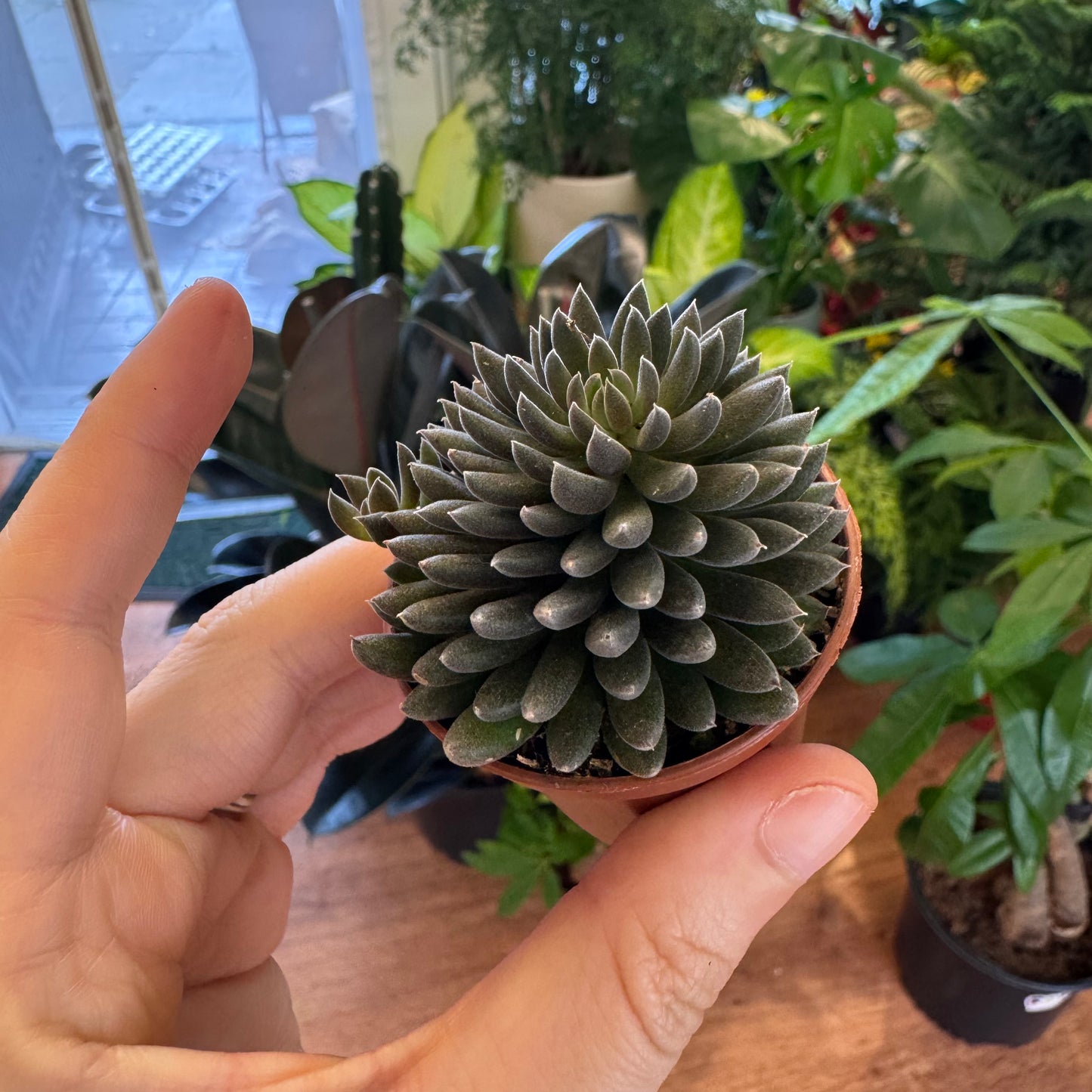 Sinocrassula yunnanensis (Black Sea Urchin Plant)
