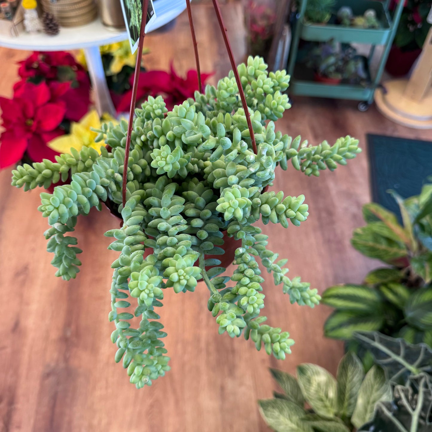Sedum morganianum (Burro's Tail AKA Burrito Tail)