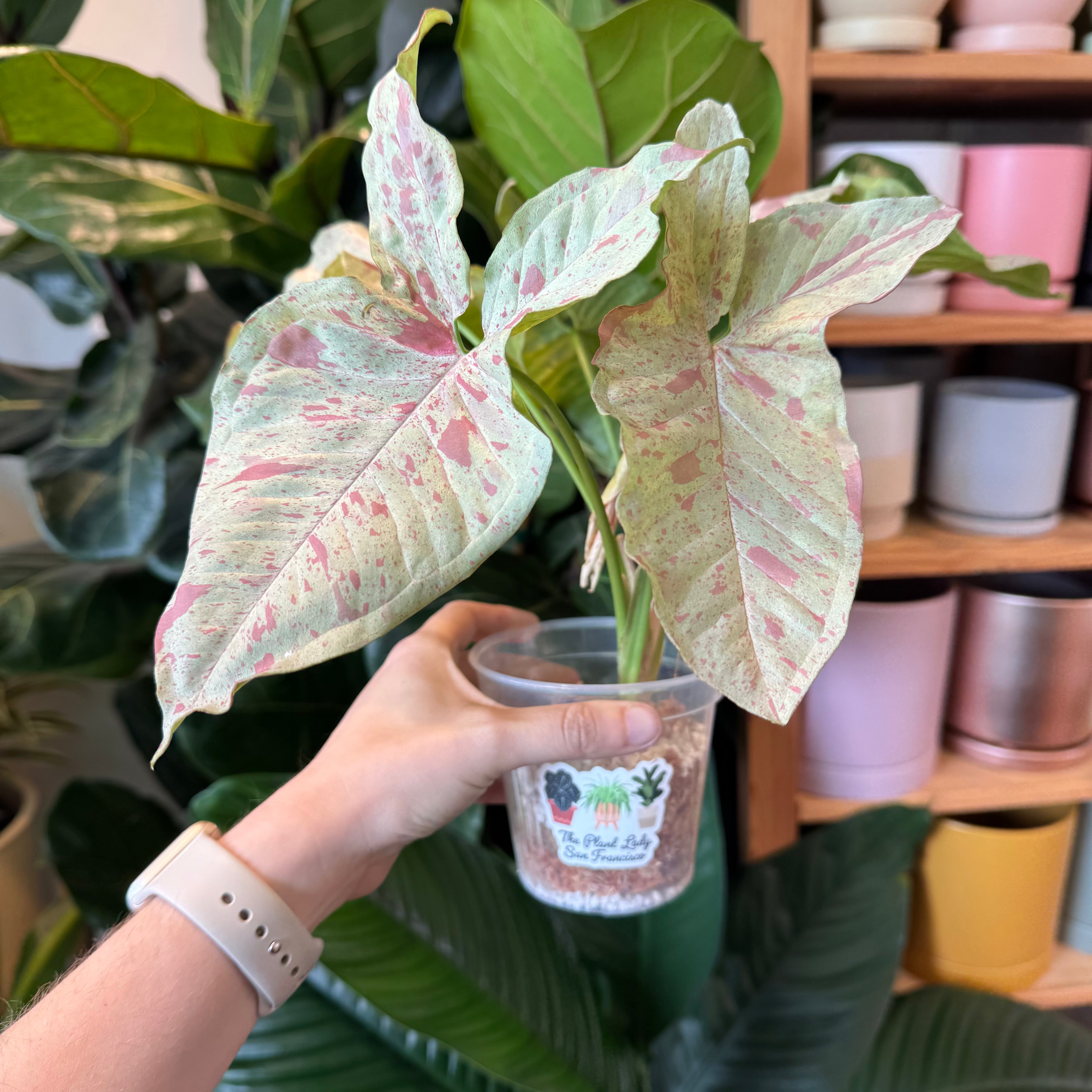 succulent confetti Syngonium Milk Confetti – The Plant Lady SF