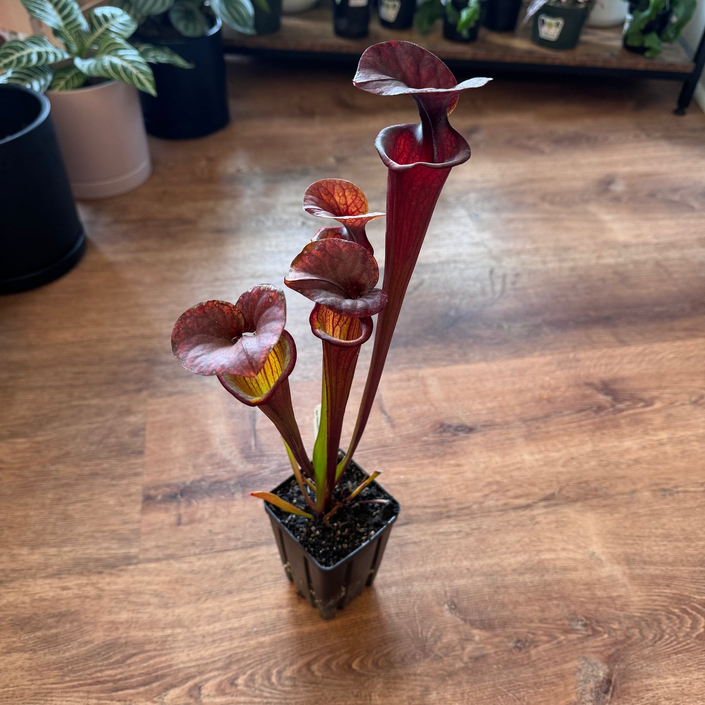 Sarracenia flava var atropurpurea