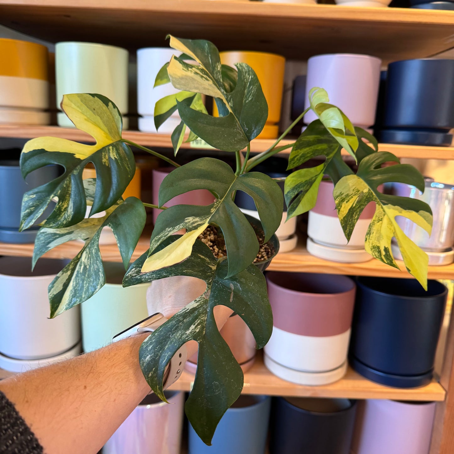 Rhaphidophora tetrasperma variegata ‘Aurea’